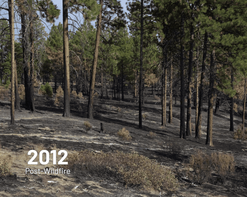 A gif illustrating forest restoration after a fire. 