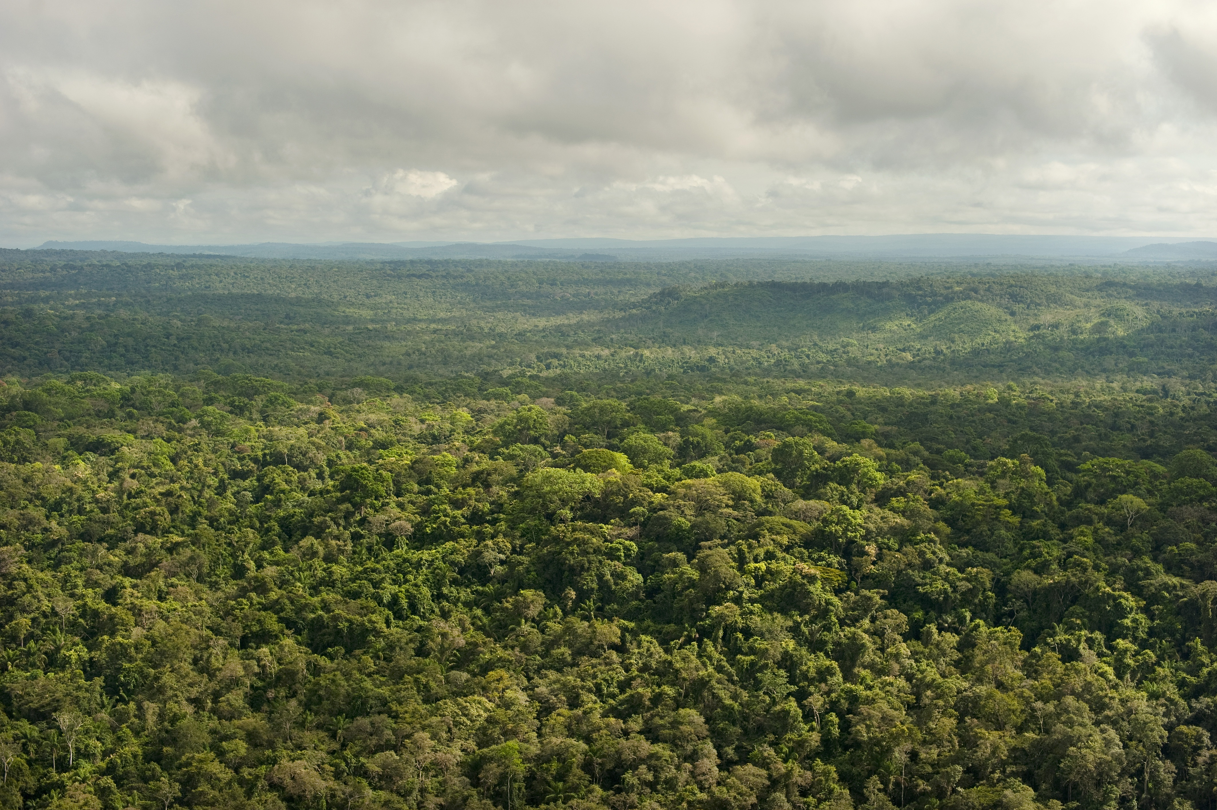 Vista aérea de copas de arboles y cielo.