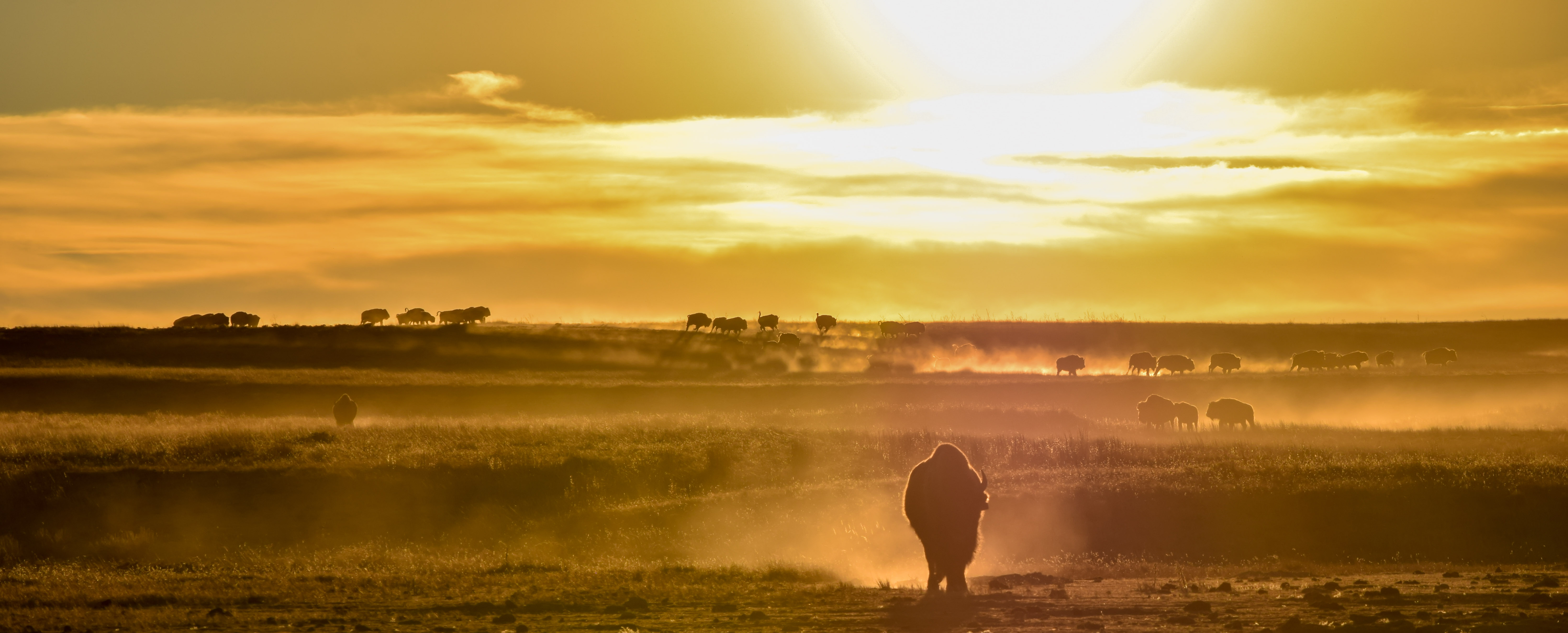Bison on the Range at sunset.