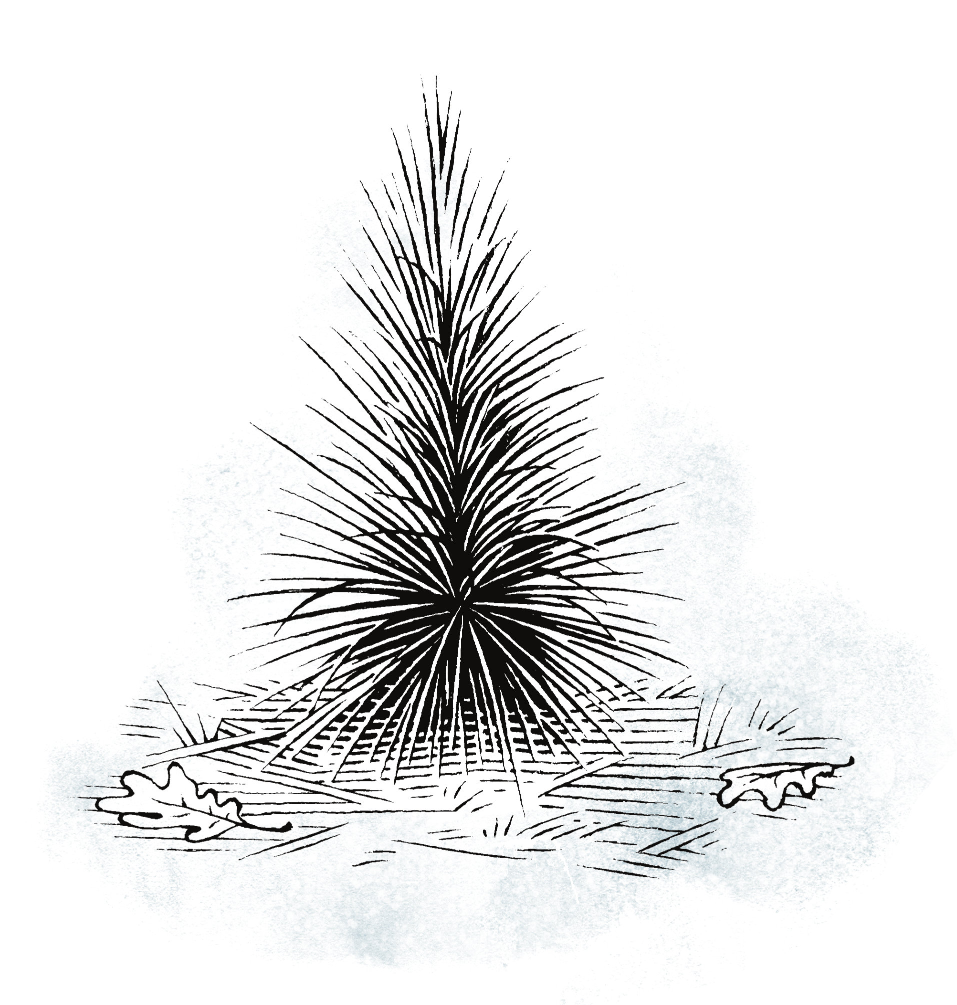 longleaf pine grass stage