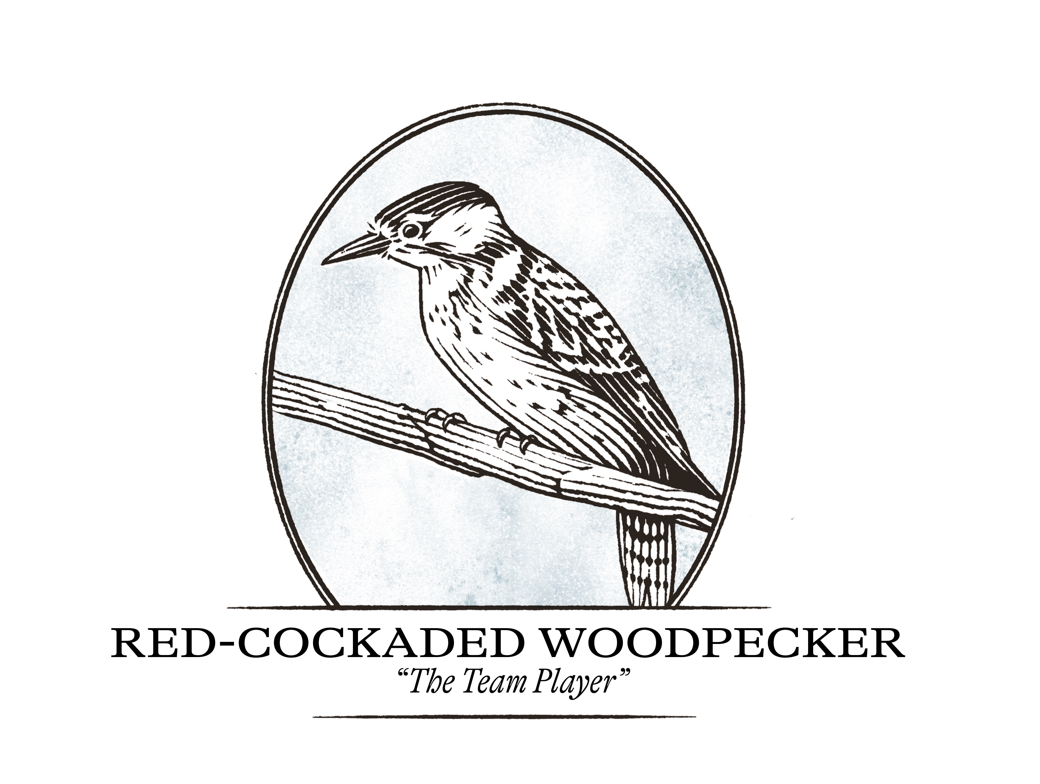 Red-cockaded woodpecker illustration