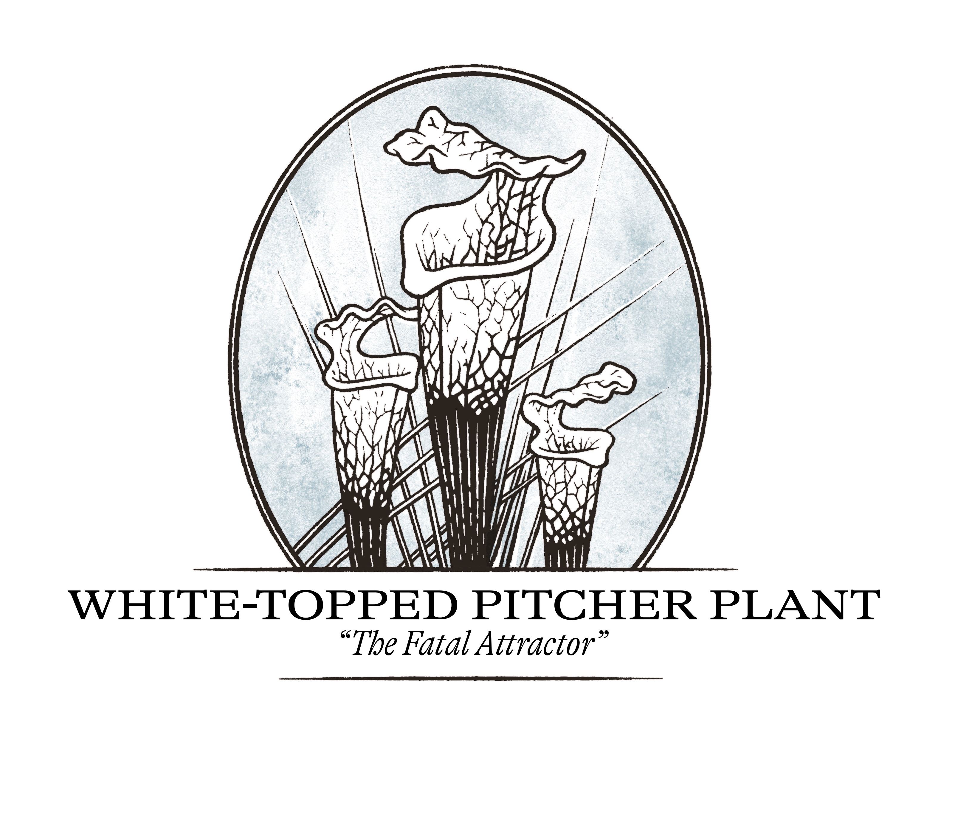 White-Topped Pitcher Plant illustration
