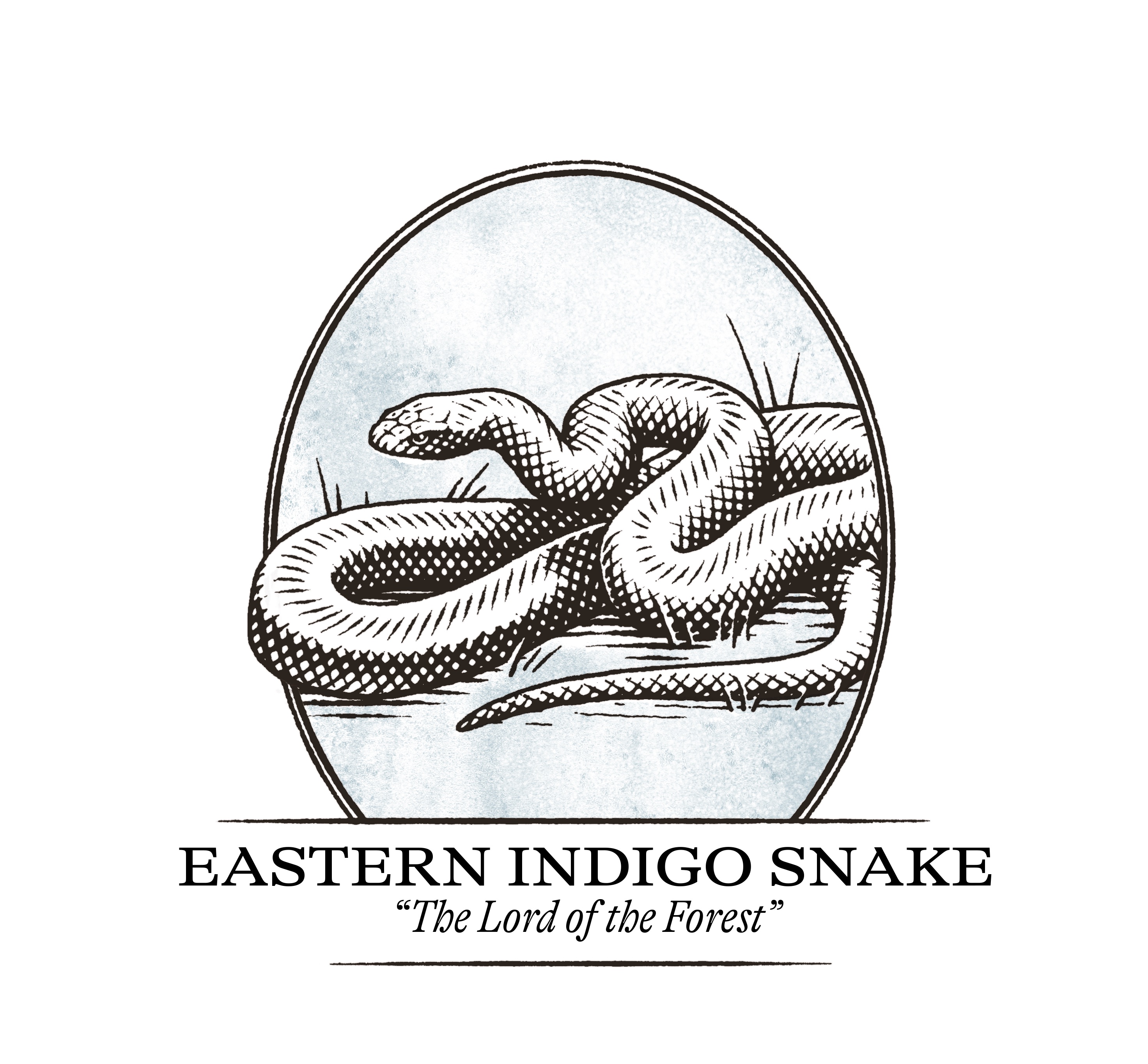 Eastern indigo snake illustration