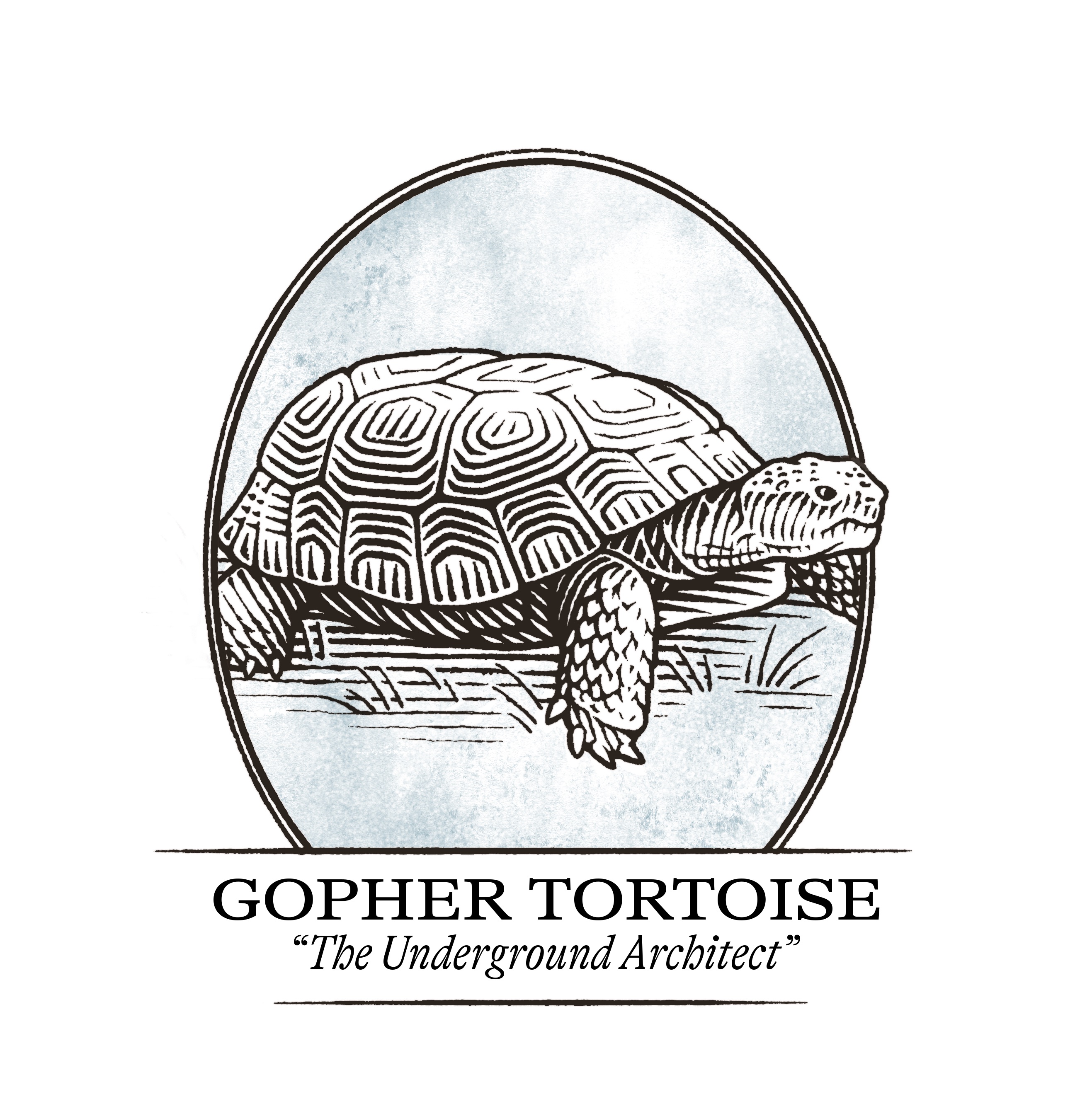 Gopher Tortoise