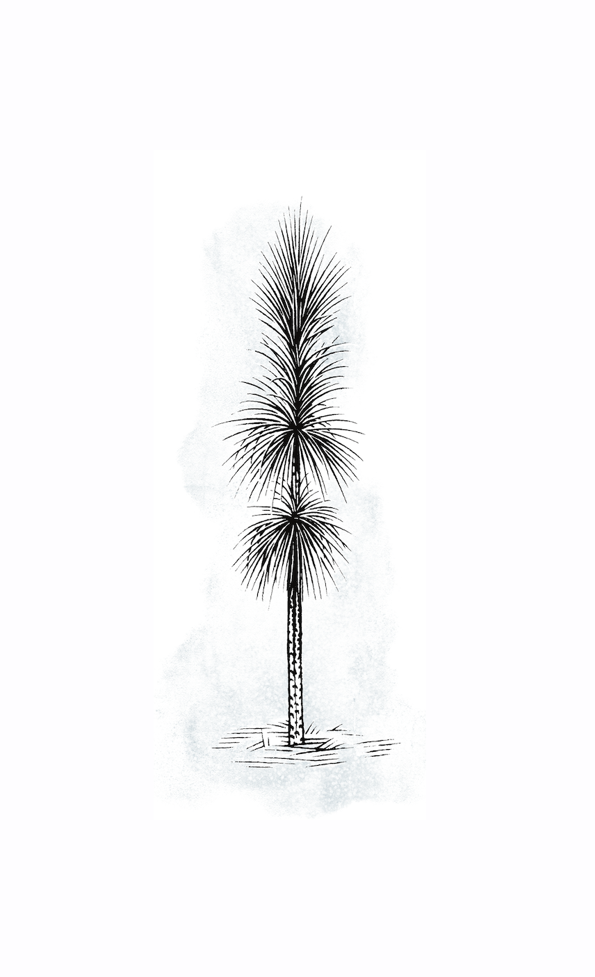 longleaf pine bottlebrush stage.