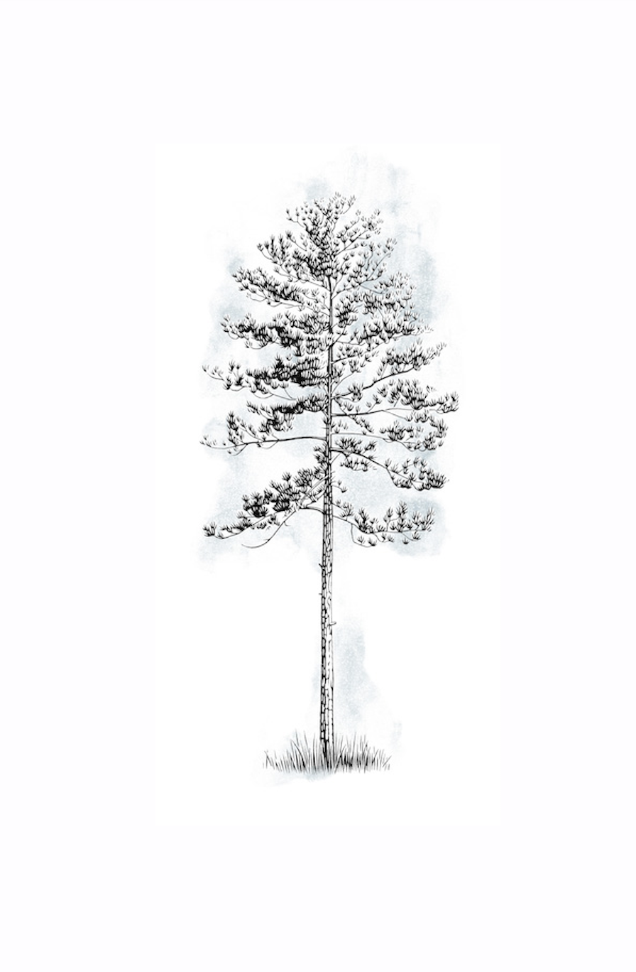 longleaf pine tree