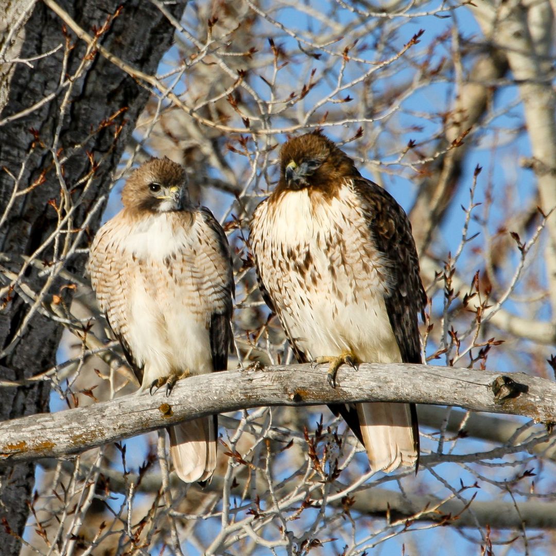 Two red-tailed hawks sit side-by-side on a bare branch in the sunshine. 