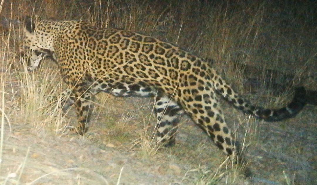 A jaguar, a large tan colored cat with black spots, walks in a grassy area in the night.