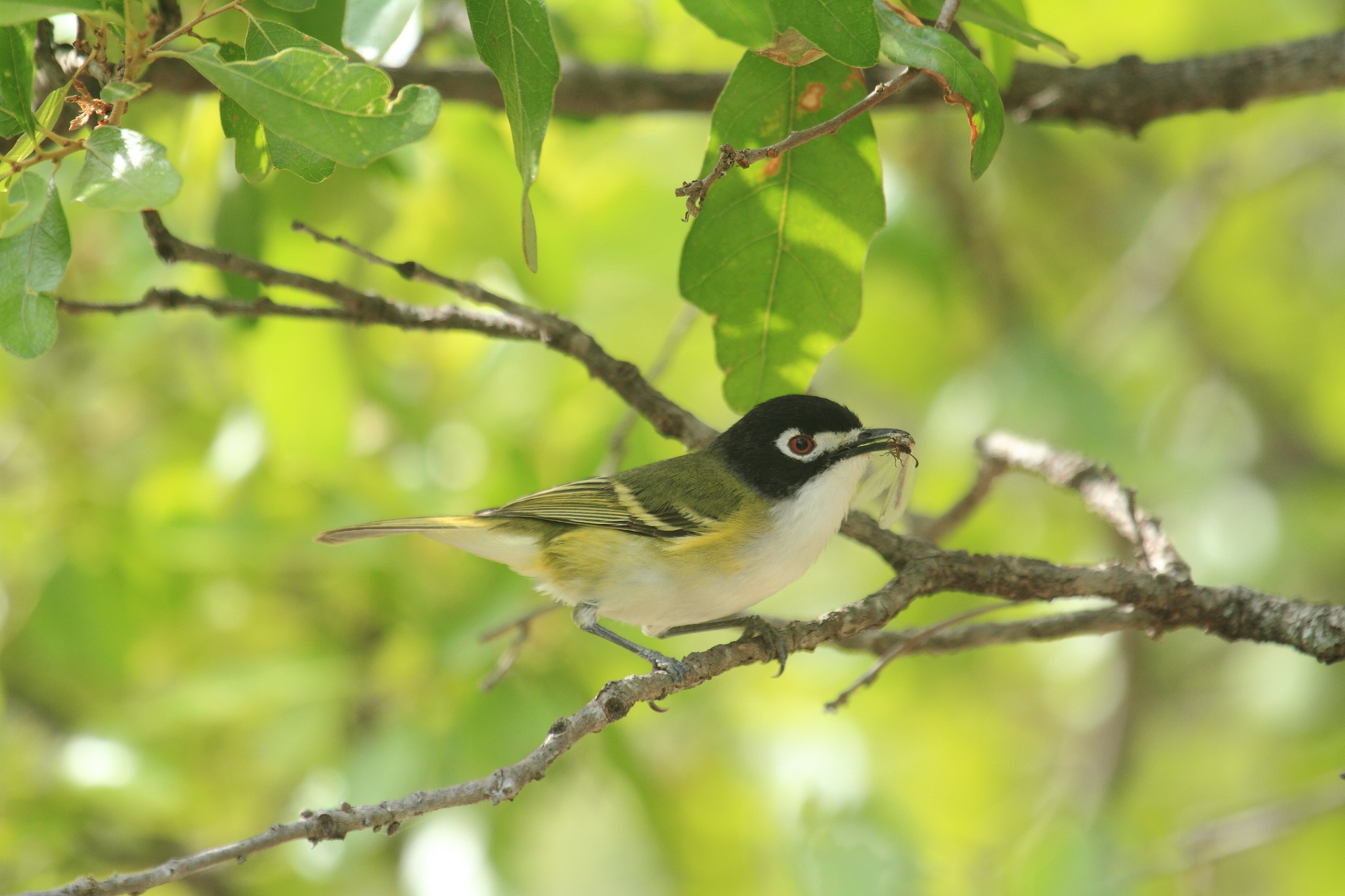A bird with a black head and yellow and black feathers.