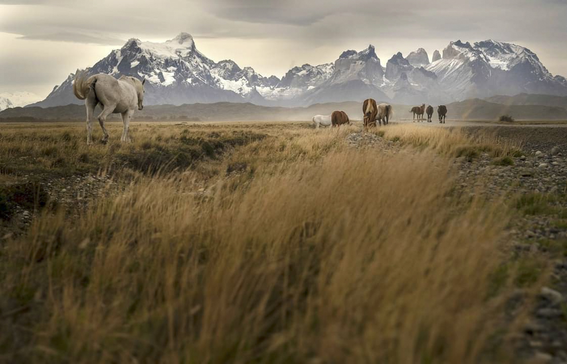 wild horses wander in Torres del Paine National Park.