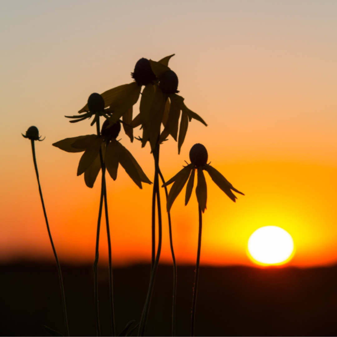 Coneflowers in bloom with the sun setting in the background.