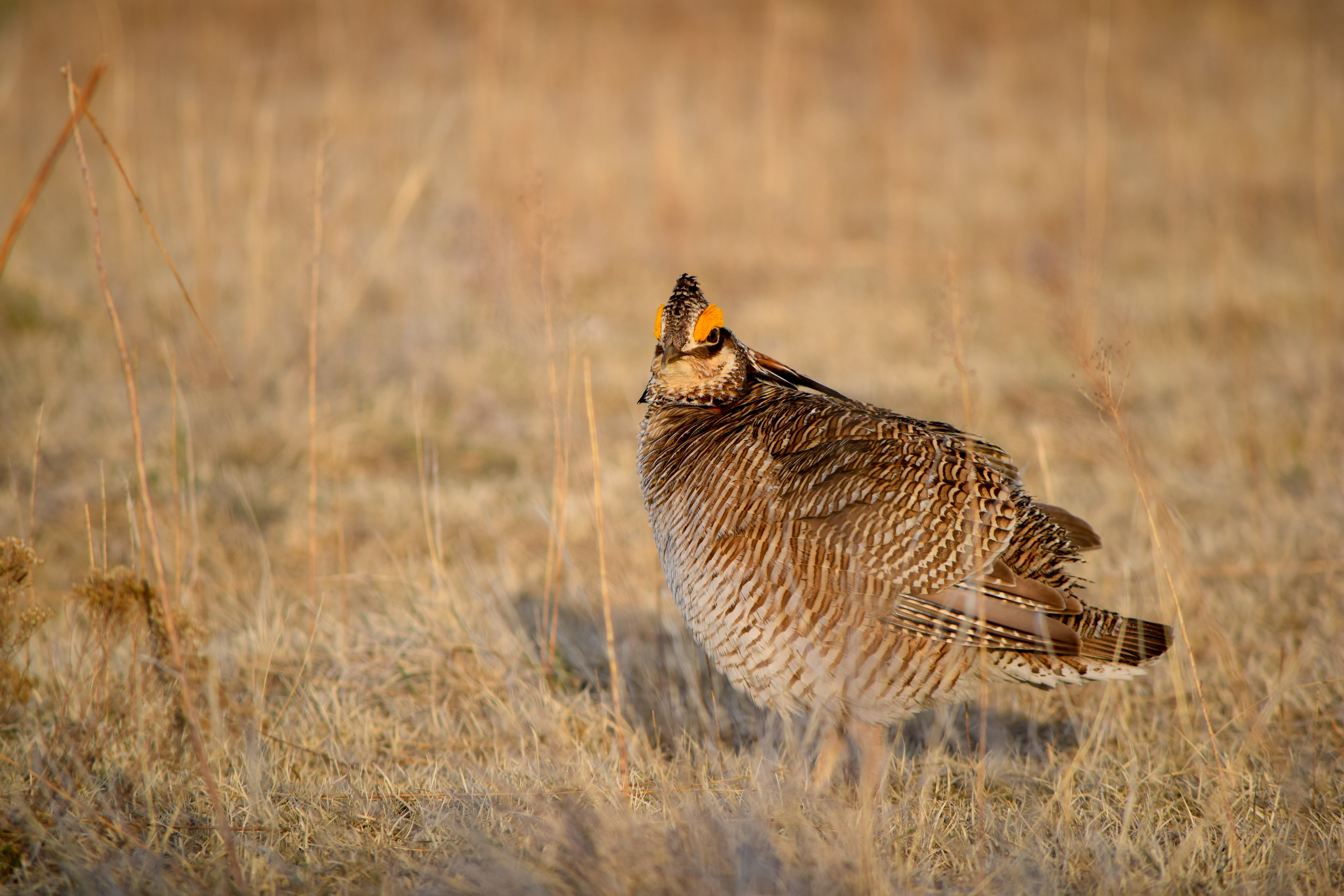 Lesser Prairie in a field