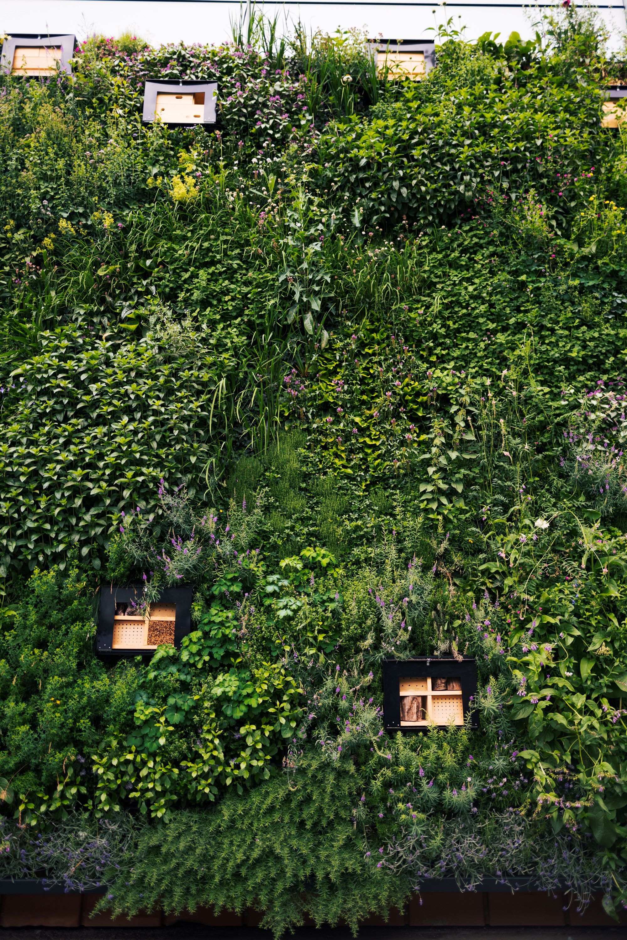 A wall features plants with feeders and boxes.
