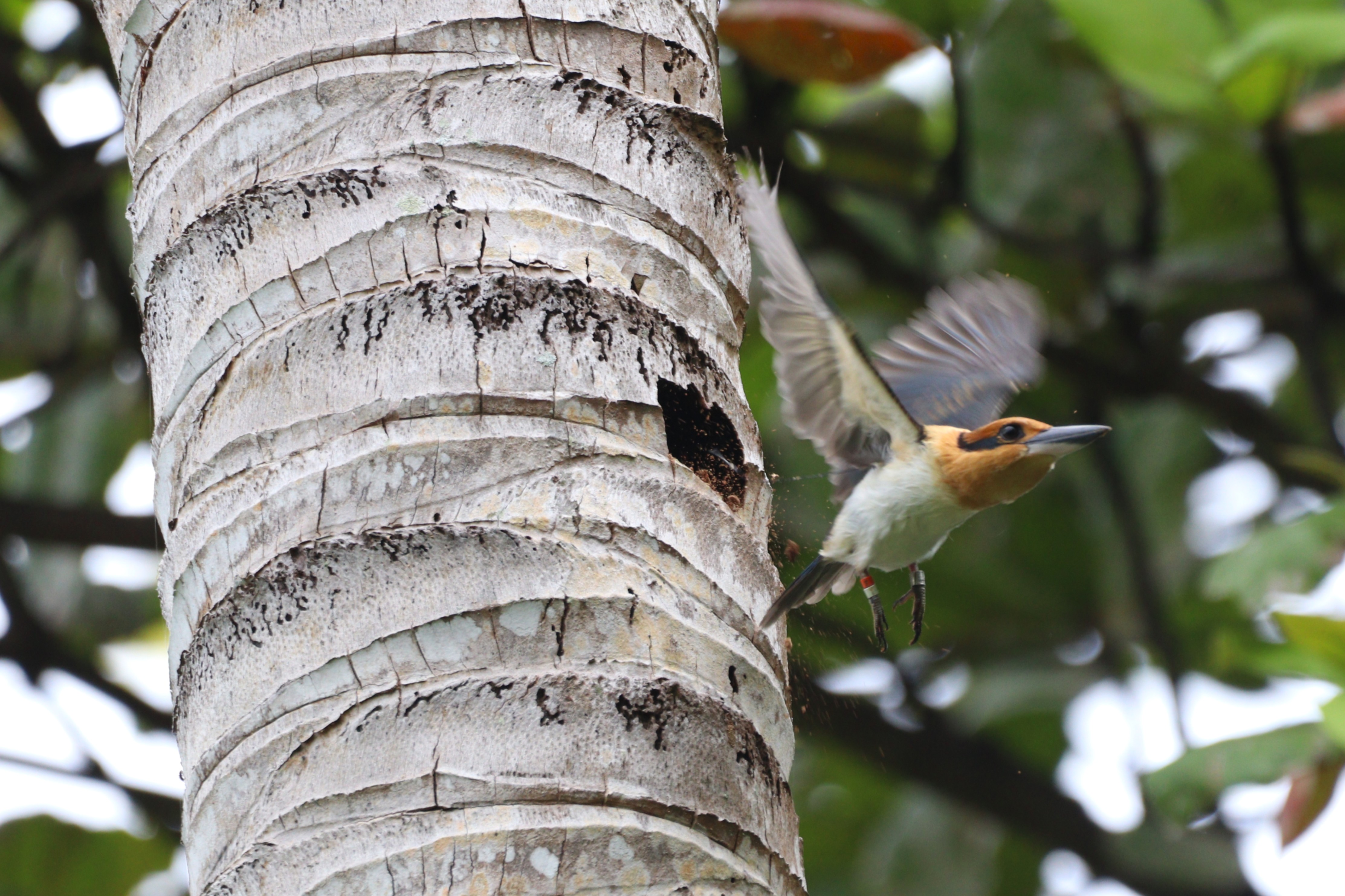 A sihek flying out of a nest on Palmyra Atoll. 