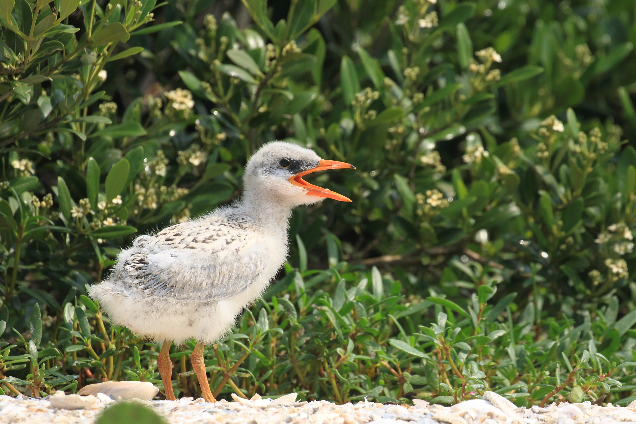 A bird chick with fuzzy feathers and an open beak.