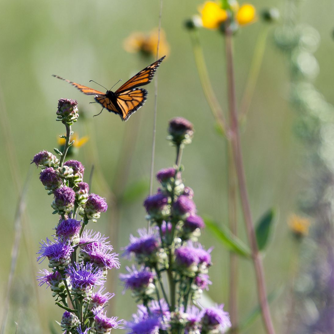 A monarch butterfly flying to a purple flower.