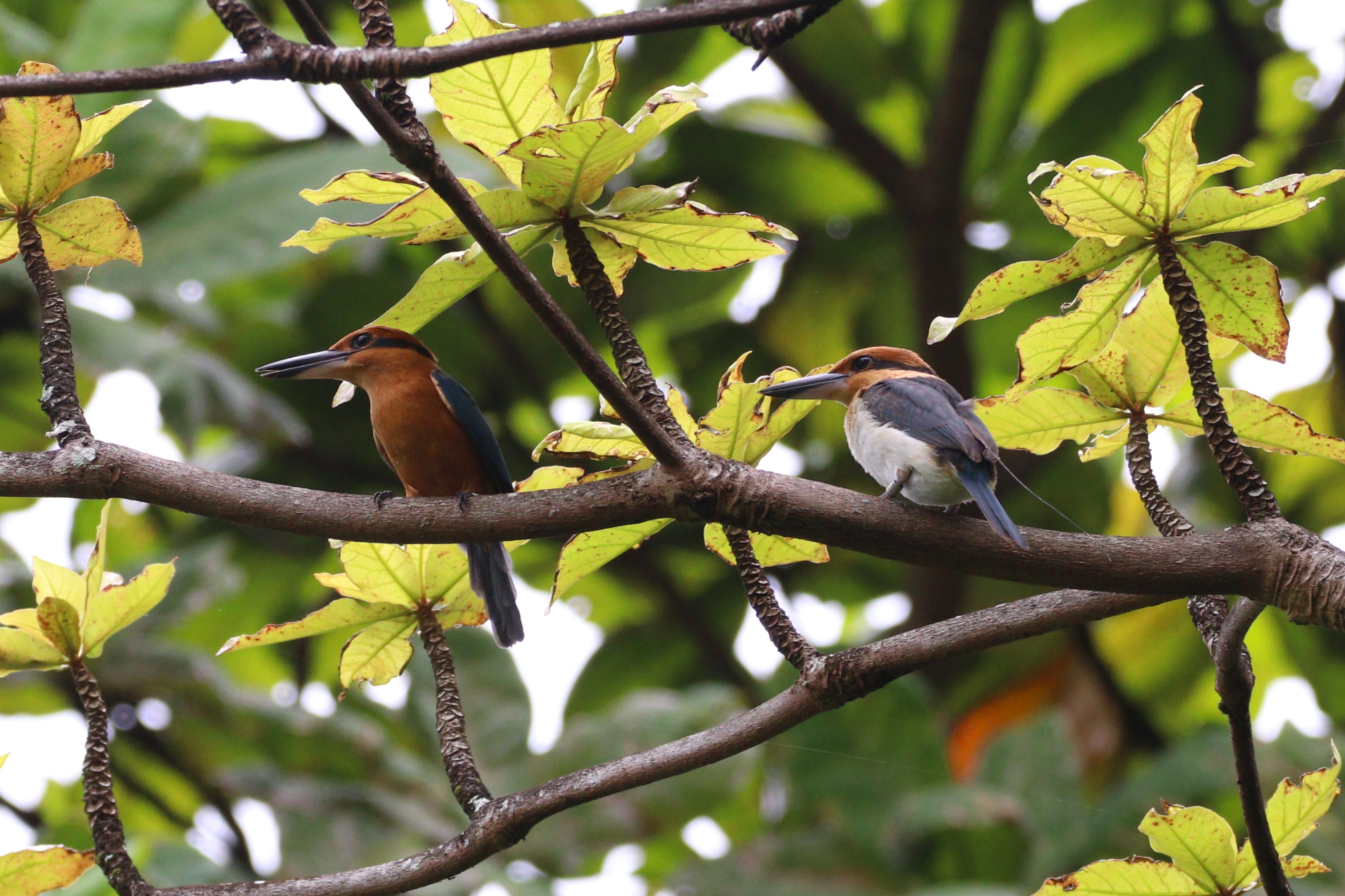 Two sihek perch on a tree branch.