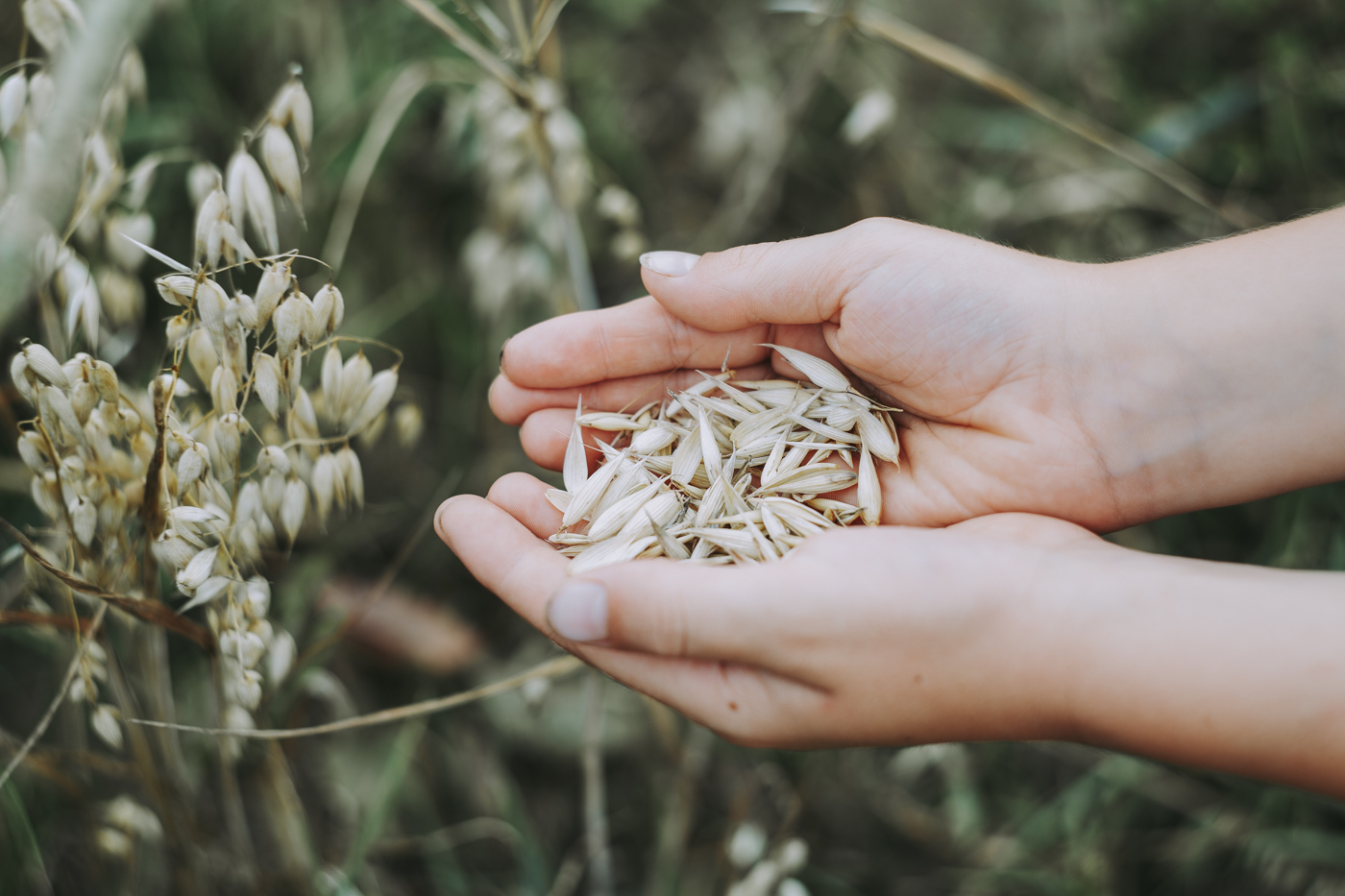 Hands holding grains.