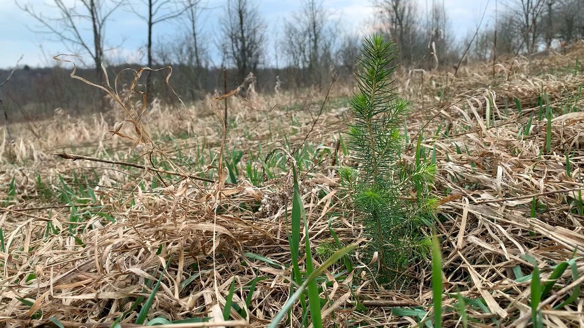 A newly planted red spruce seedling pokes above the ground, vibrant green again an open field of dry dead grass.