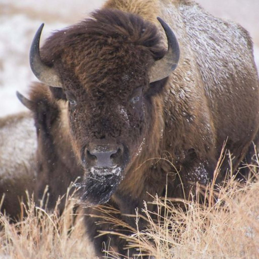 A bison in a snowy prairie.