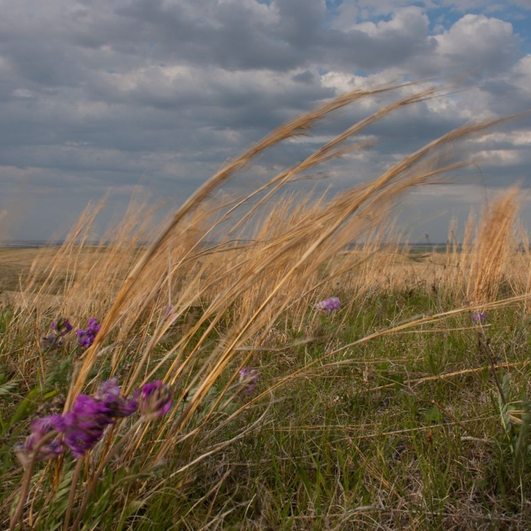 Grasses in the prairie bent in the wind.