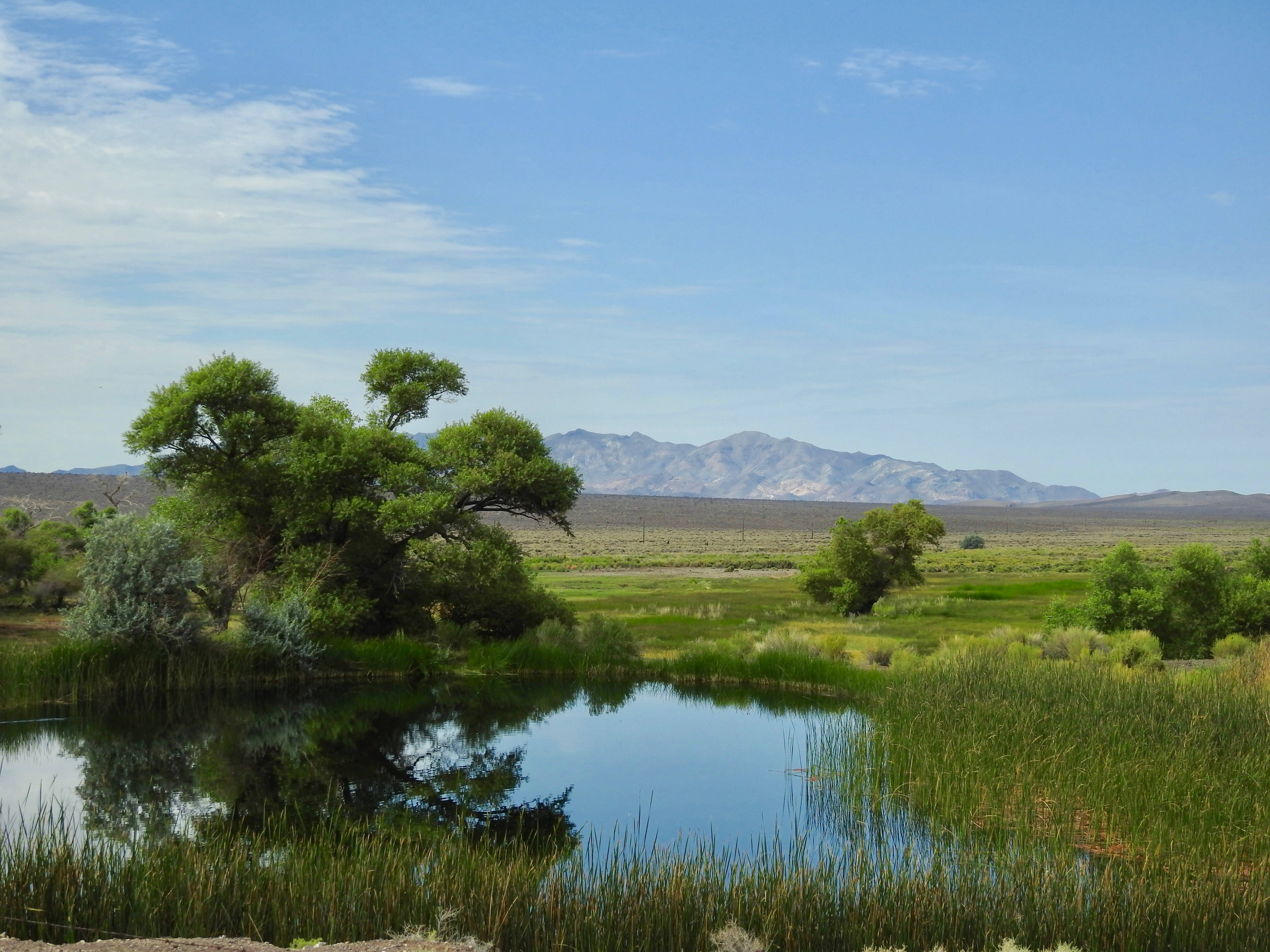 Landscape view of a body of water in a lush green marsh landscape.
