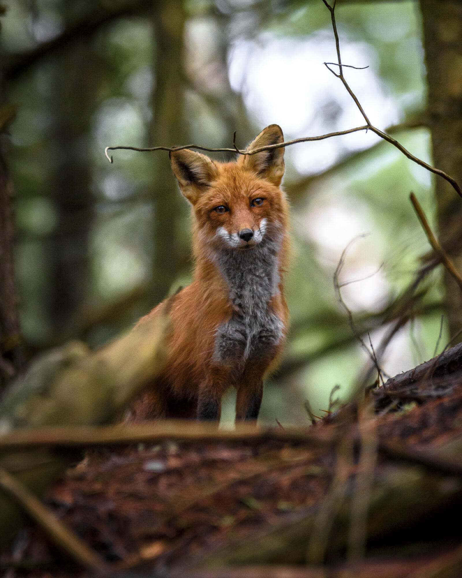 A red fox in a forested area peering over a small hill.