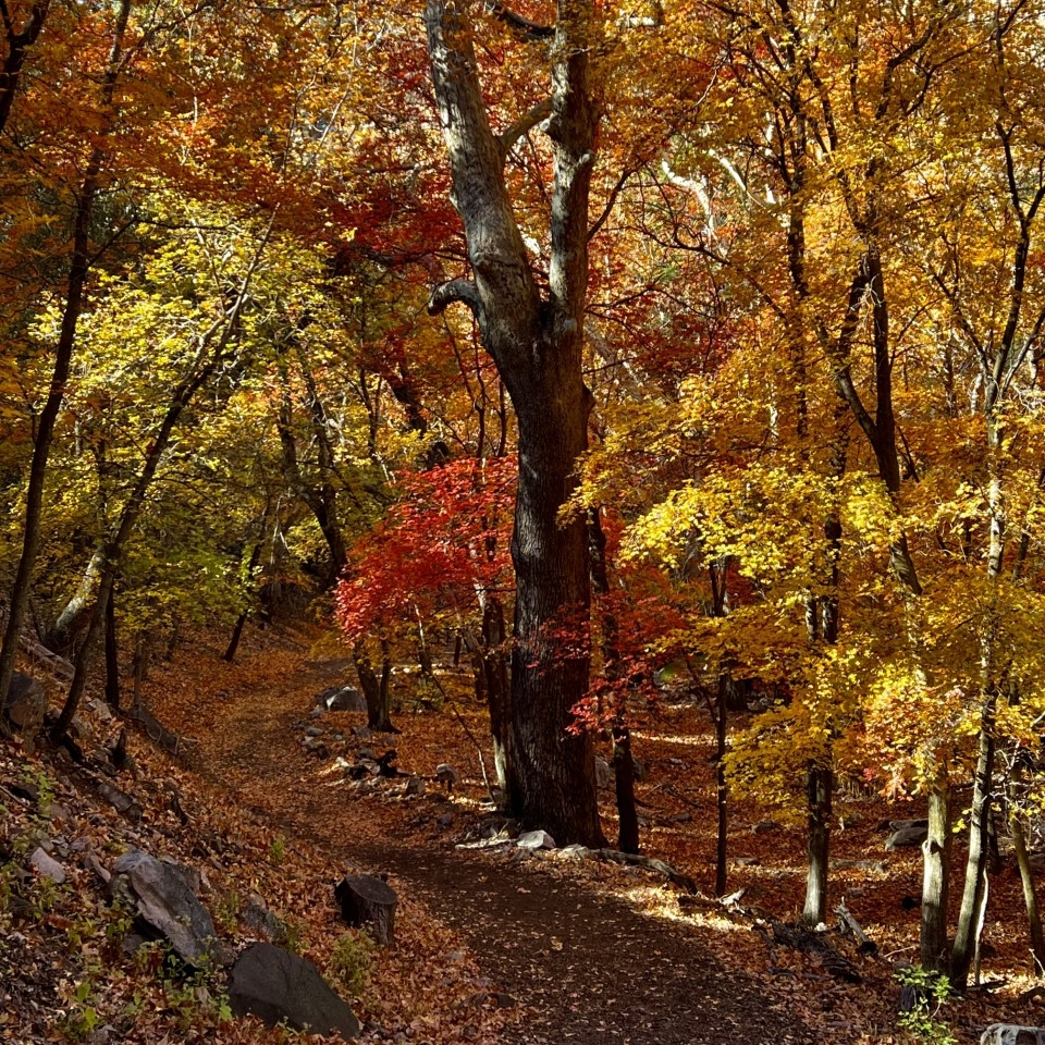 View of a nature trail in the forest during autumn, with trees full of orange and yellow leaves lining the path.