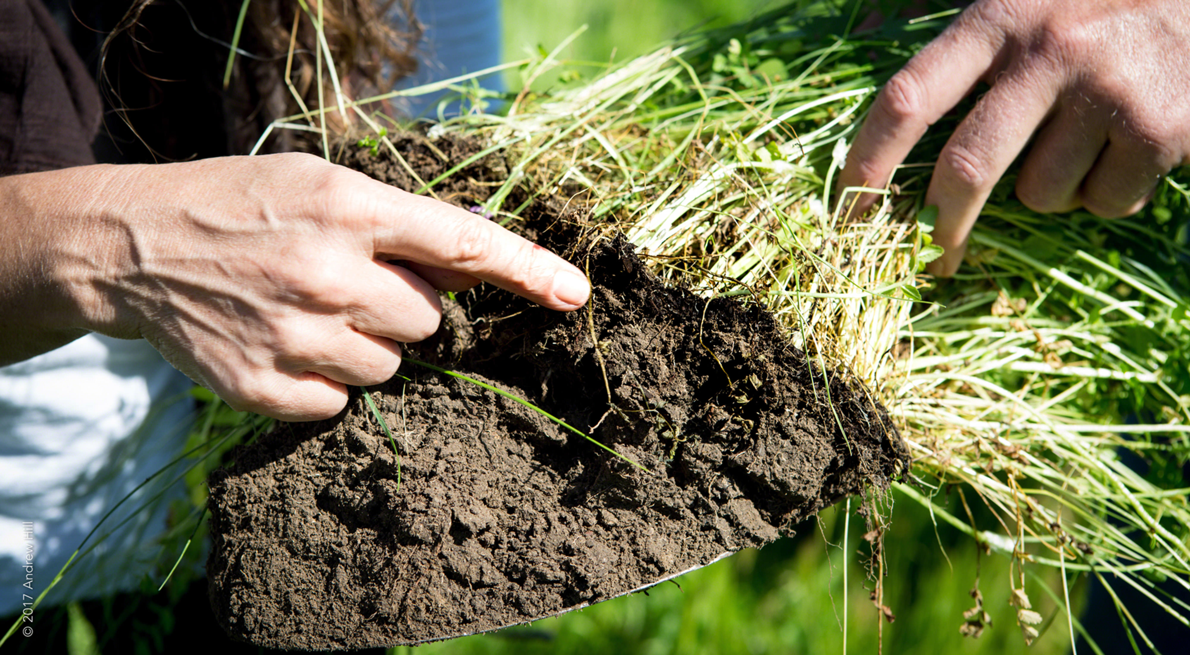 A finger points at the soil underneath pulled-up grass.