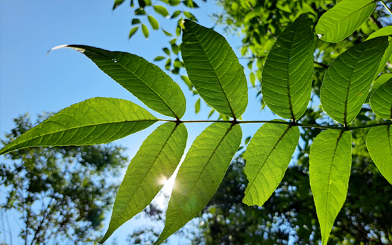 ash tree leaves