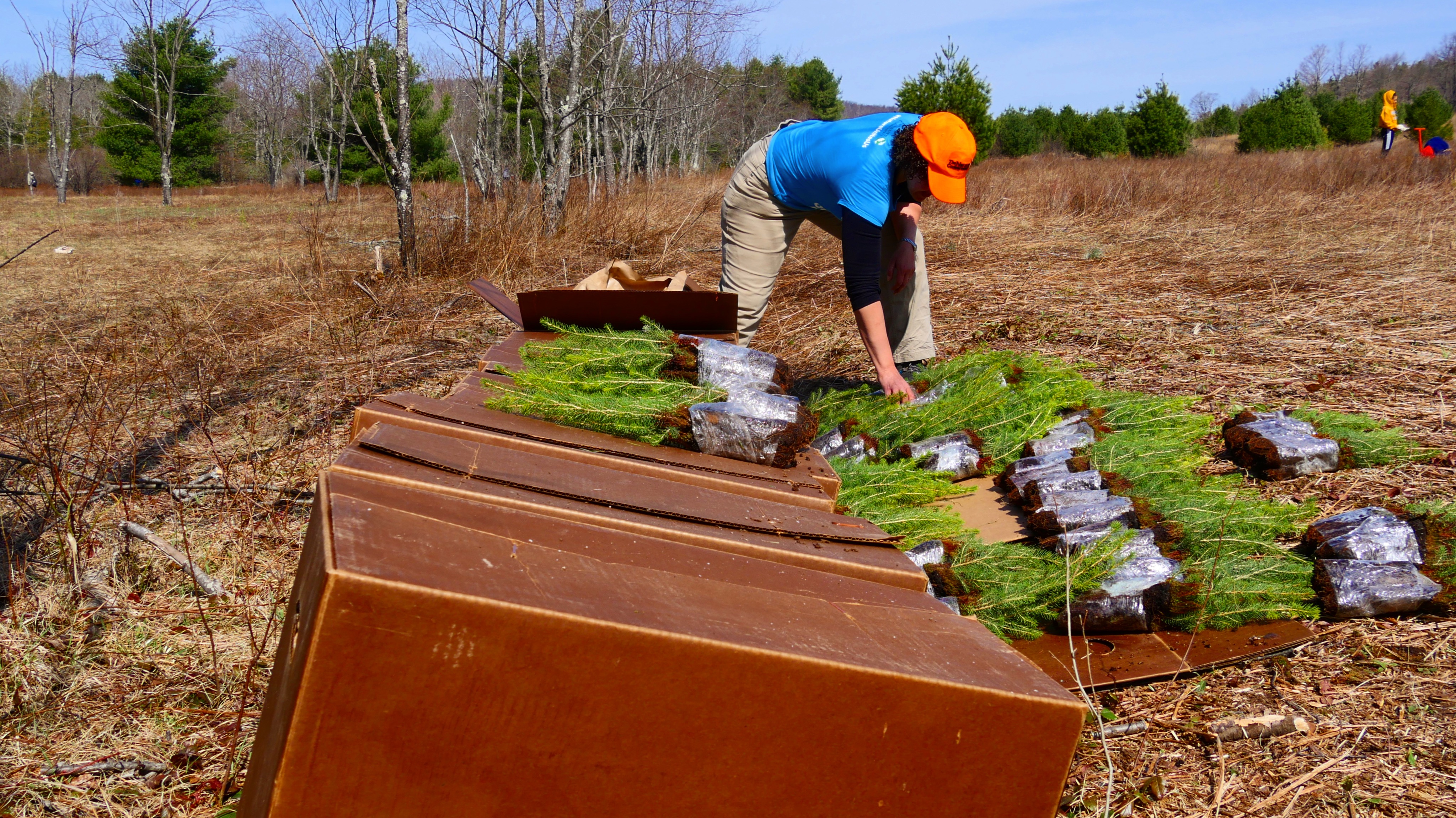 A person wearing a ball cap leans over a pile of red spruce seedlings arranging them into neat rows.