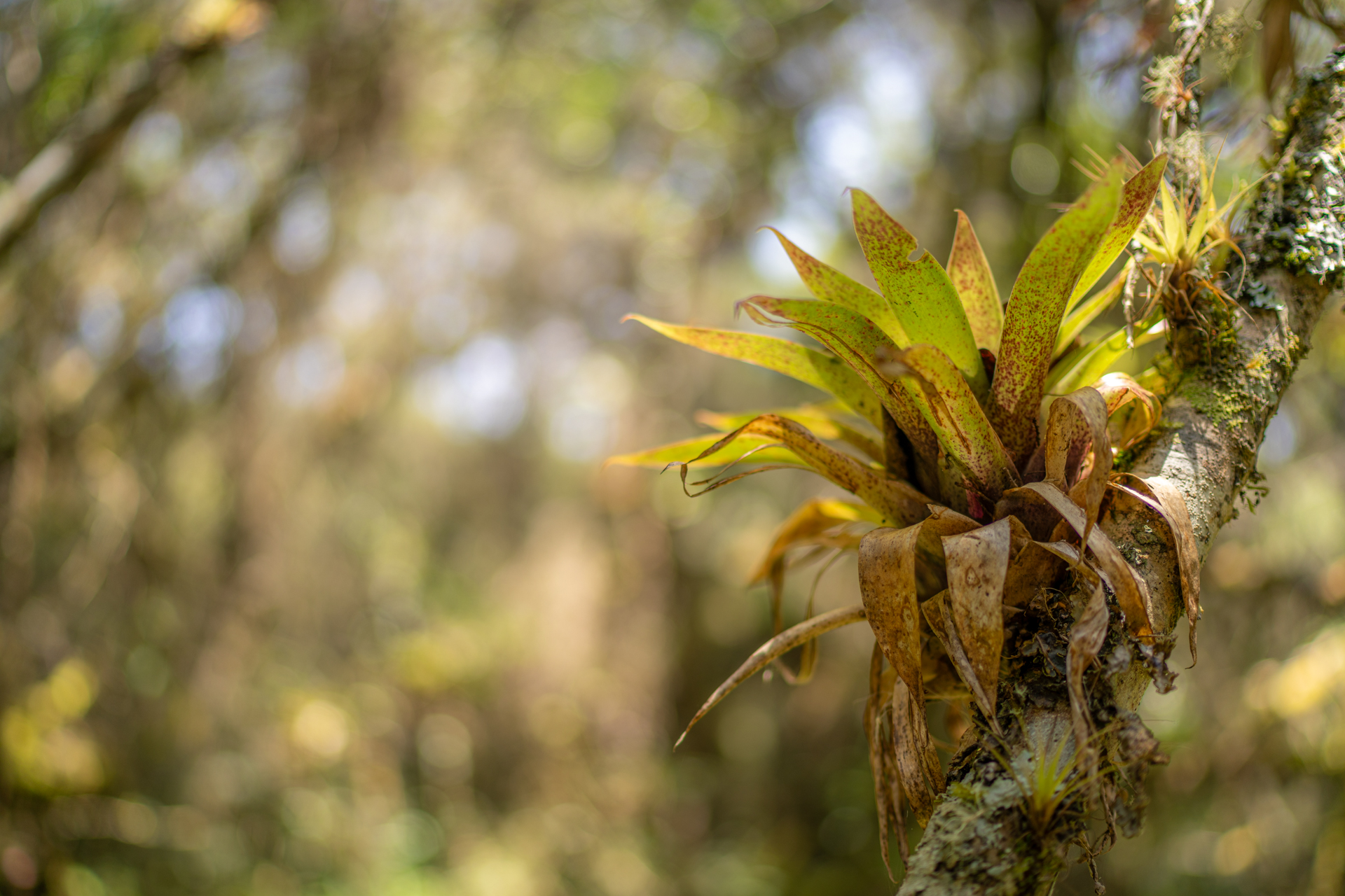 Frailejones, vegetación típica de los páramos. 