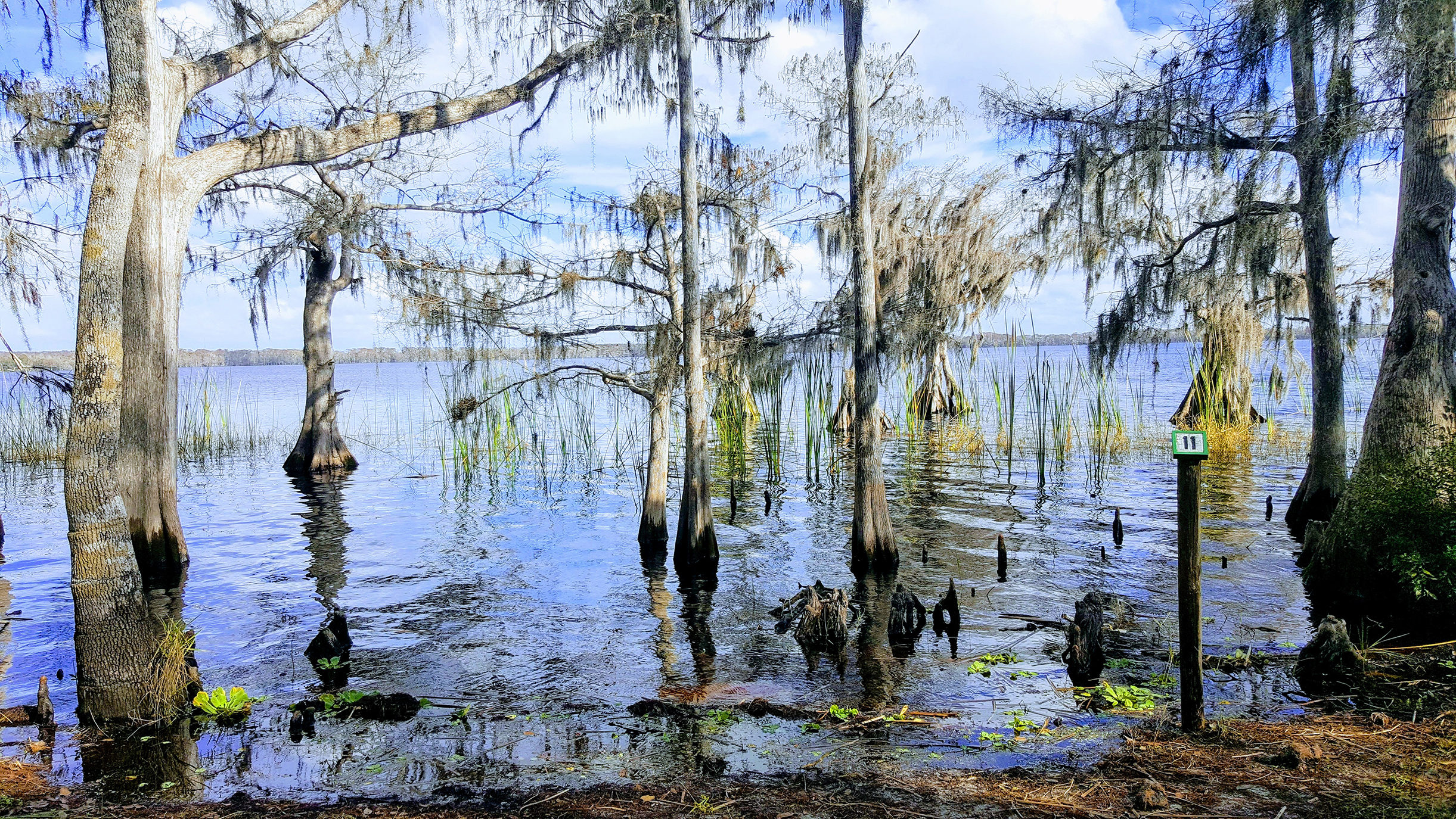 Cypress trees standing near the shoreline of Lake Russell against a cloudy blue sky at Disney Wilderness Preserve. .