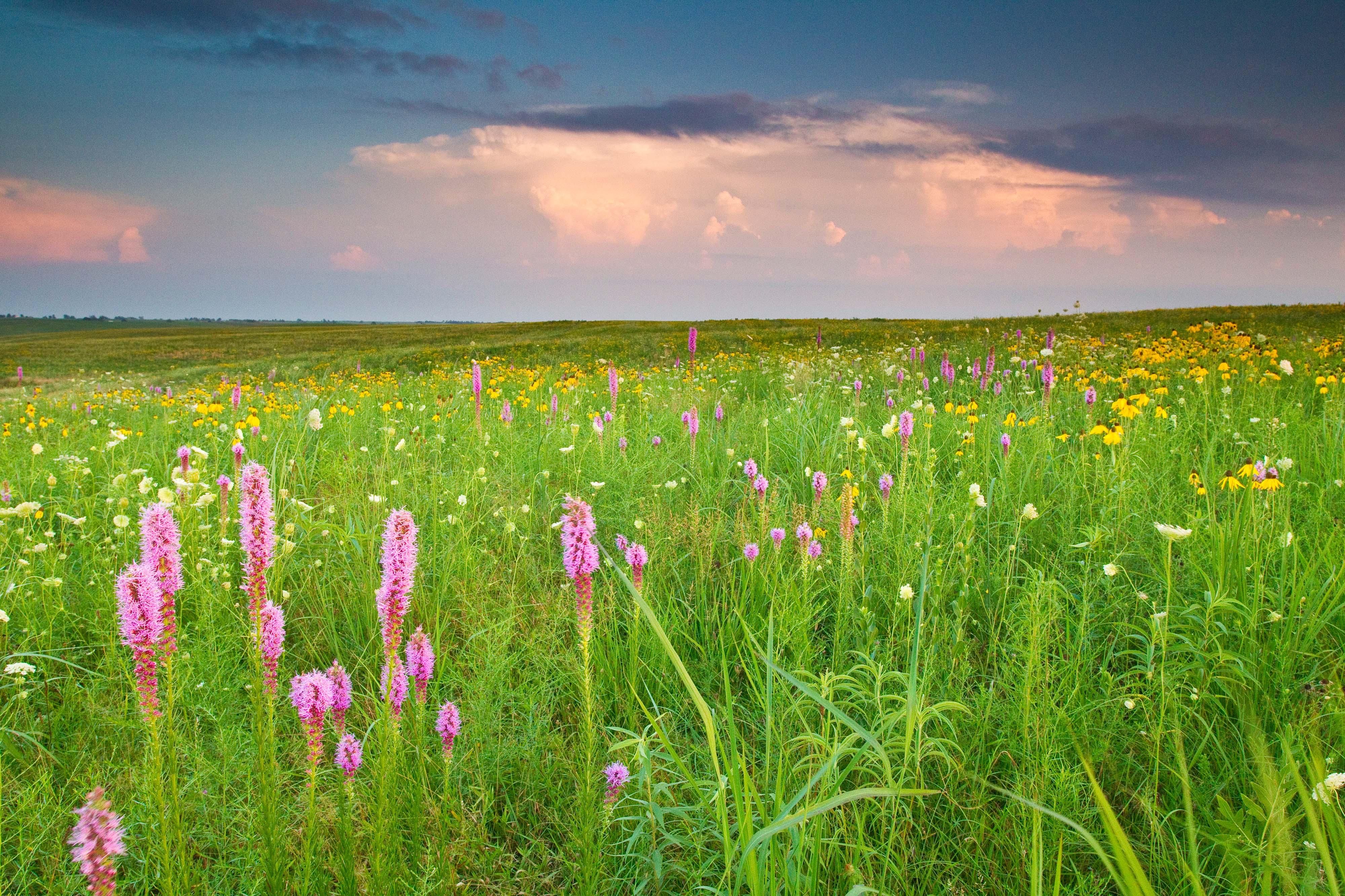 Prairie field with pink flowers.