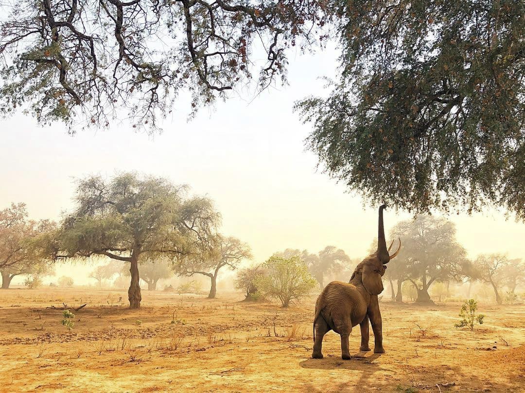 An elephant reaches its trunk up to branches hanging from a tree.