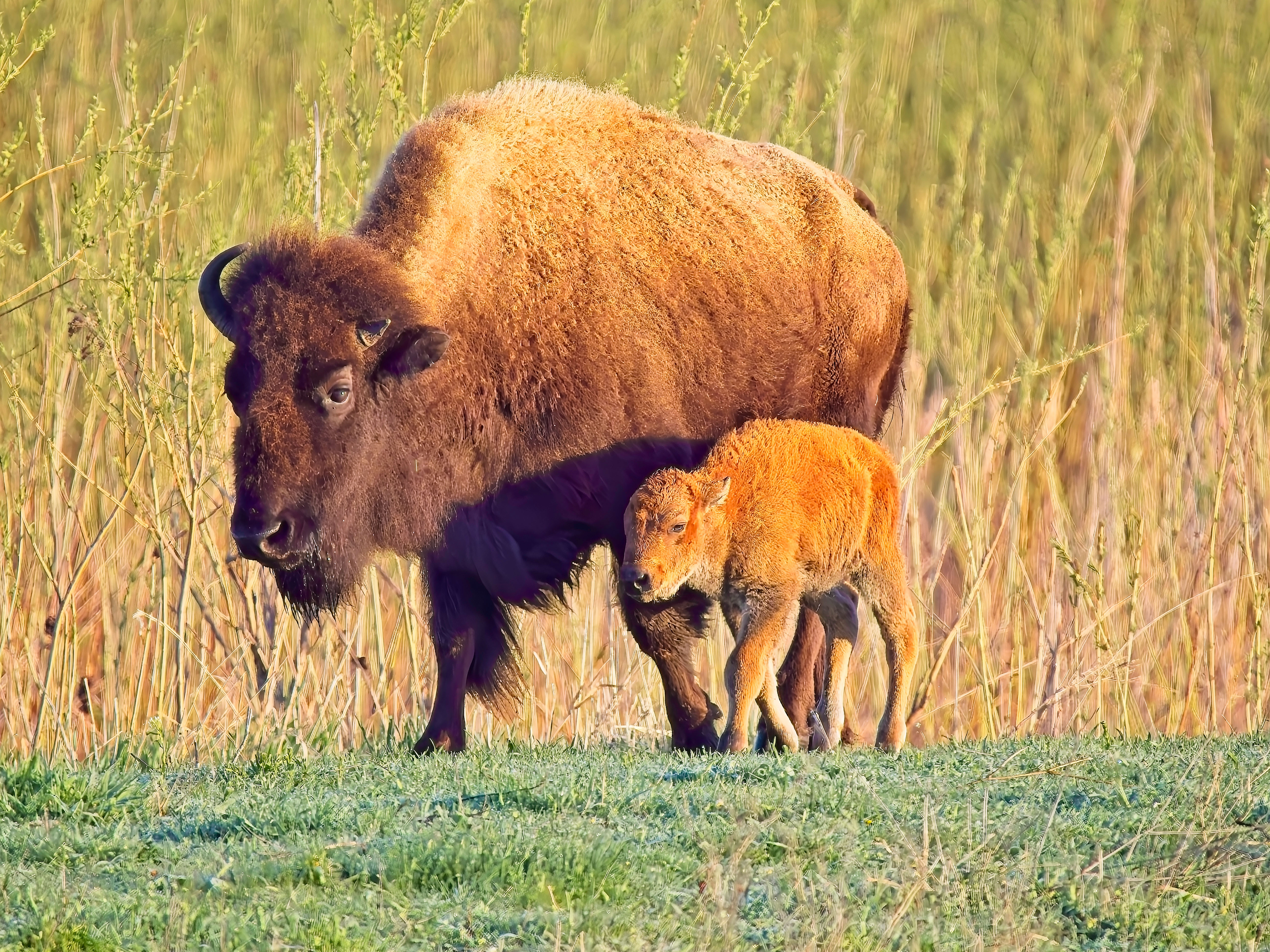 A bison calf walks next to its parent.