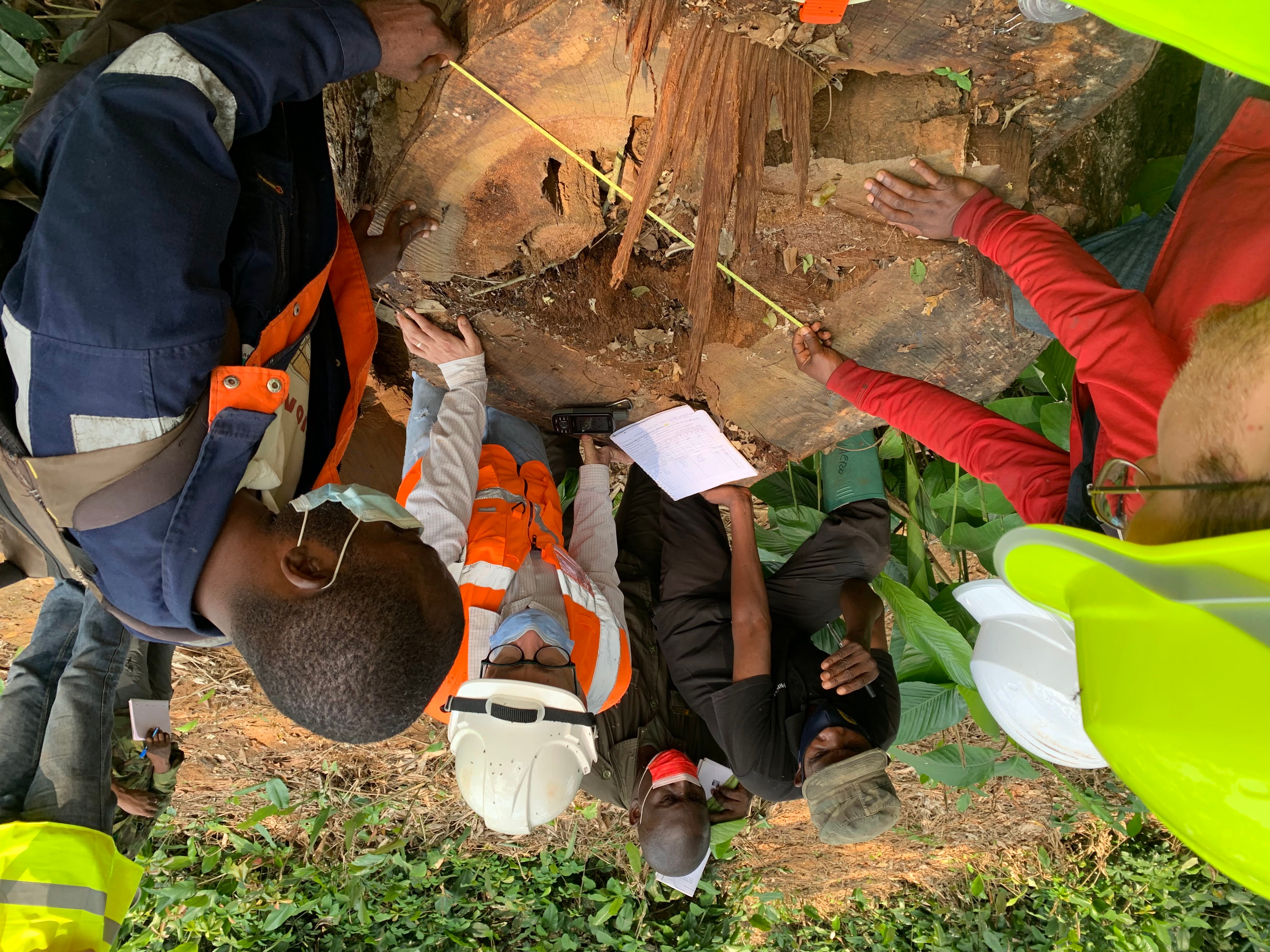 Men looking at a cut hollow log.