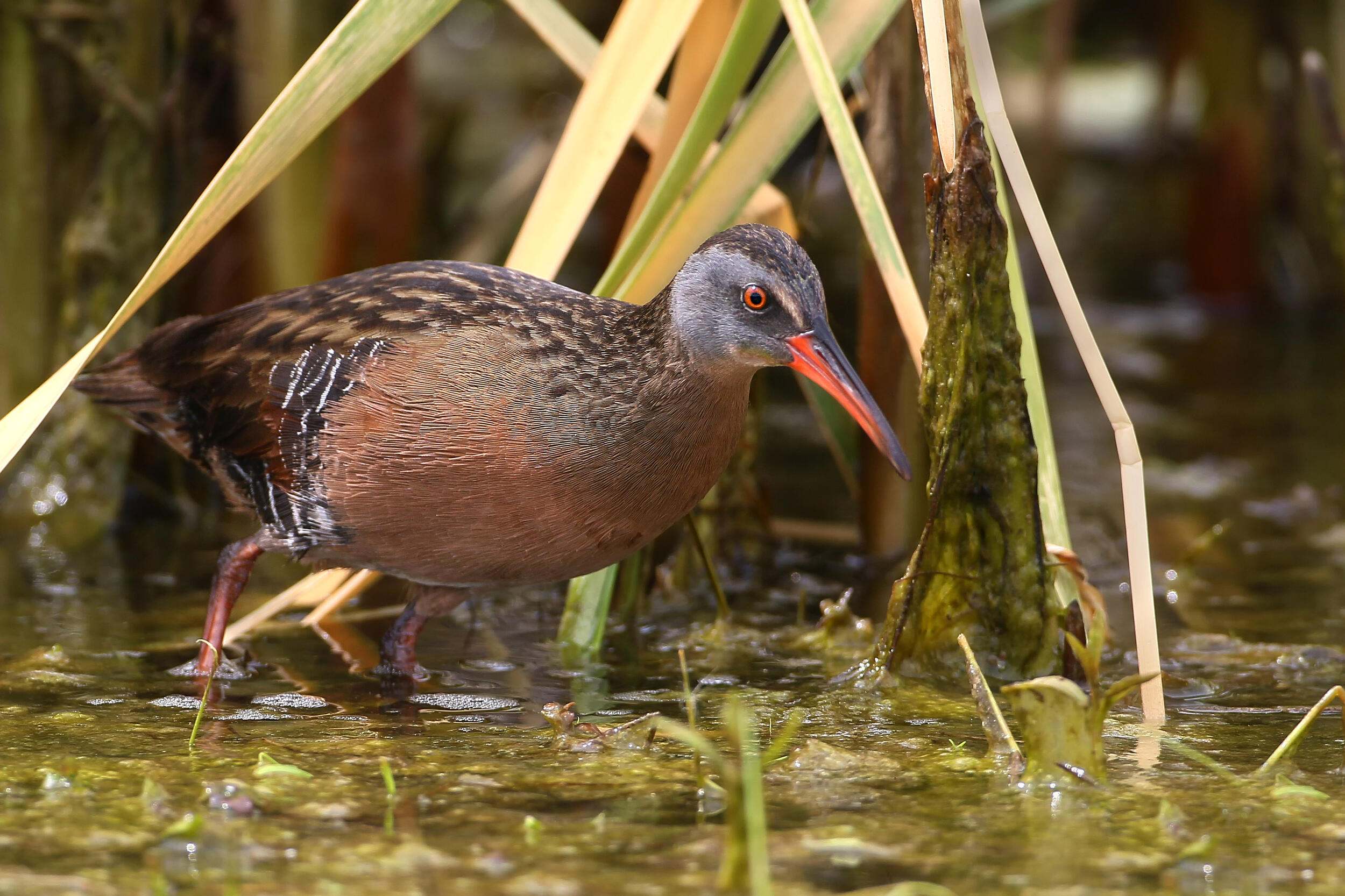 A brown bird with a grey head and orange beak and red eyes in a marsh.