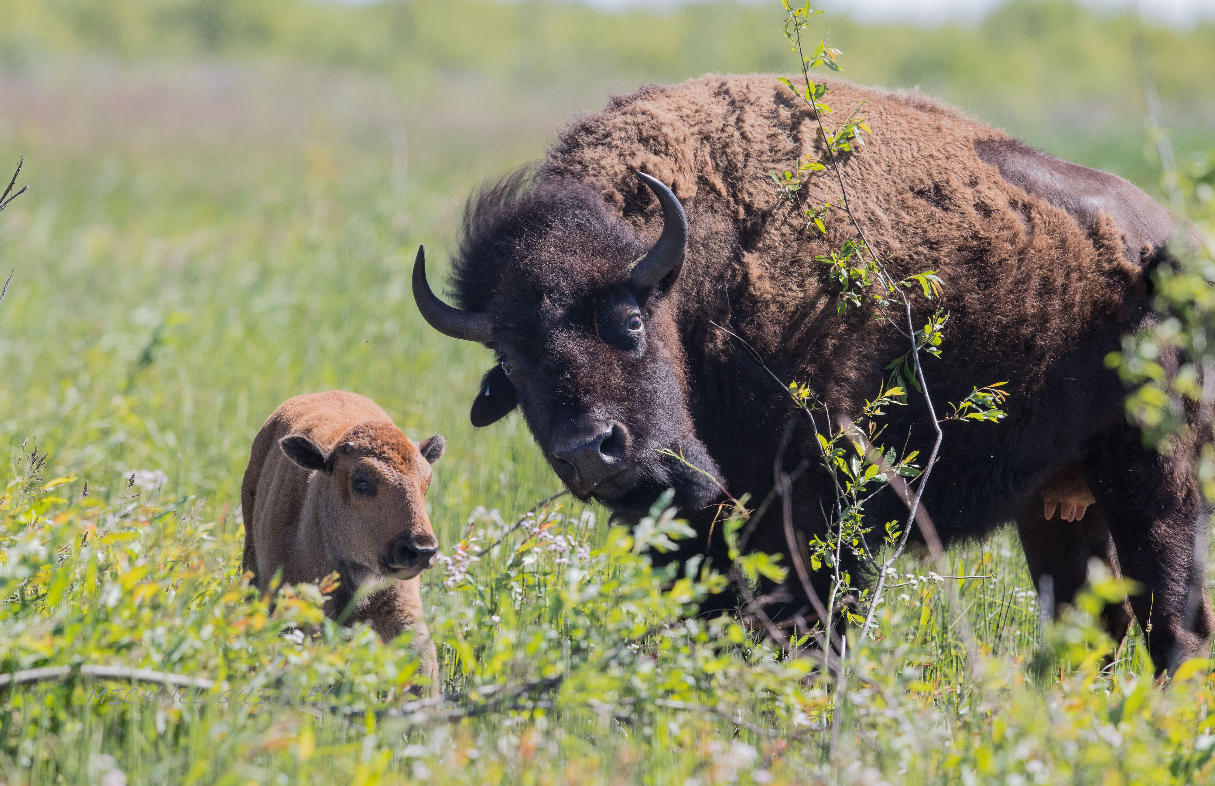 A bison mother and her calf standing in a green grassland.