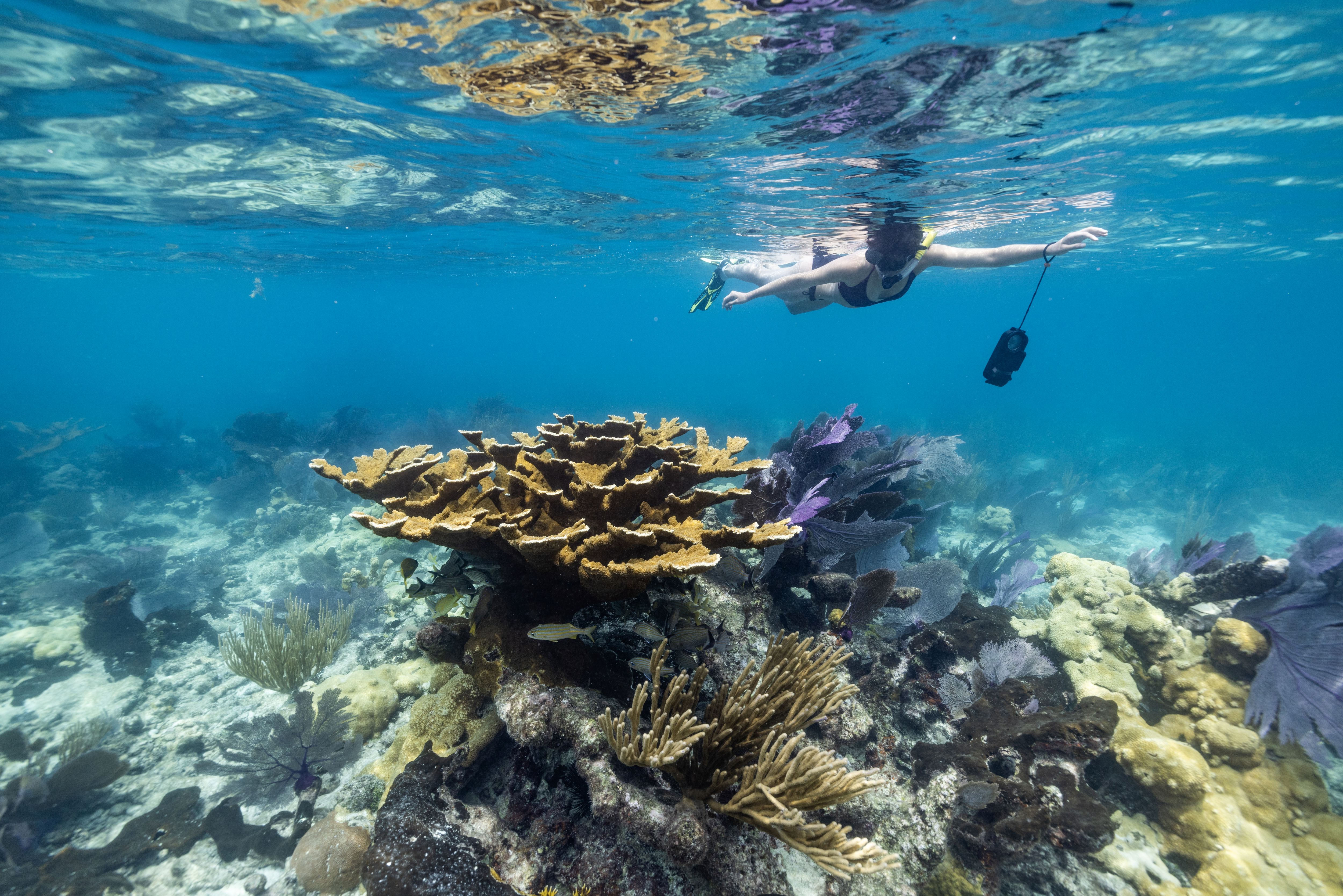 A snorkeler swims over a diverse area of corals.