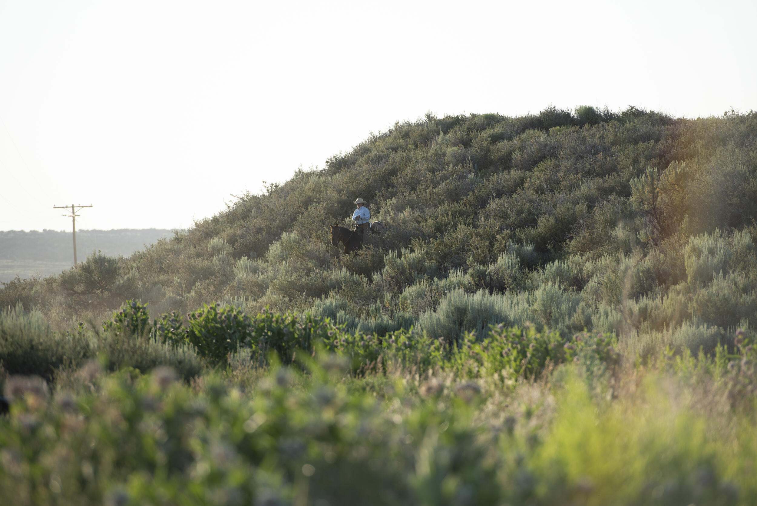 A rider on a horse with a green hill in the background.