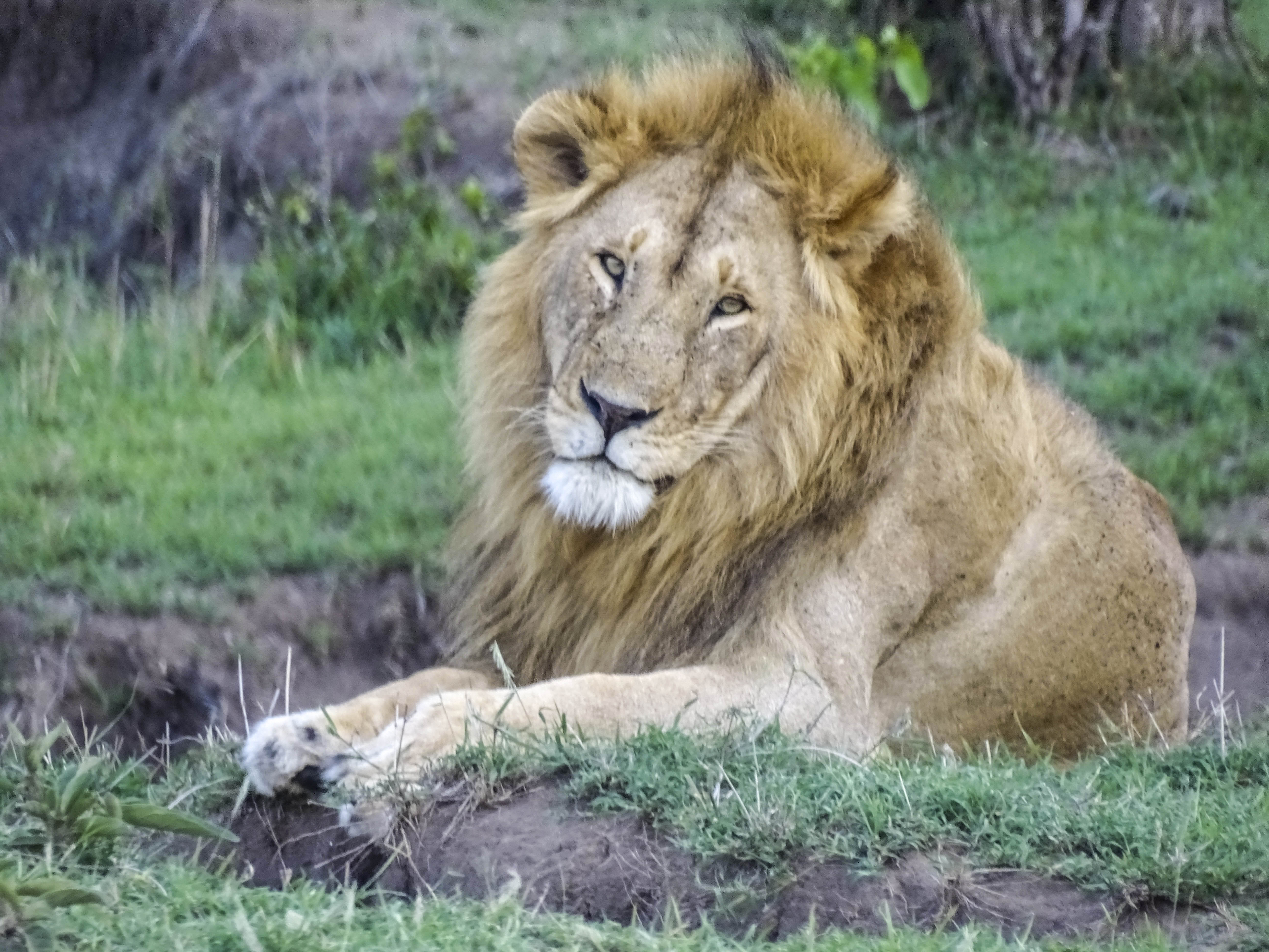 A lion lies in grass and looks toward the camera.