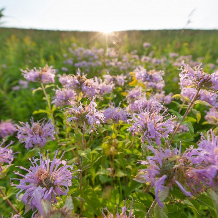 Wild bergamot blooming in a prairie.