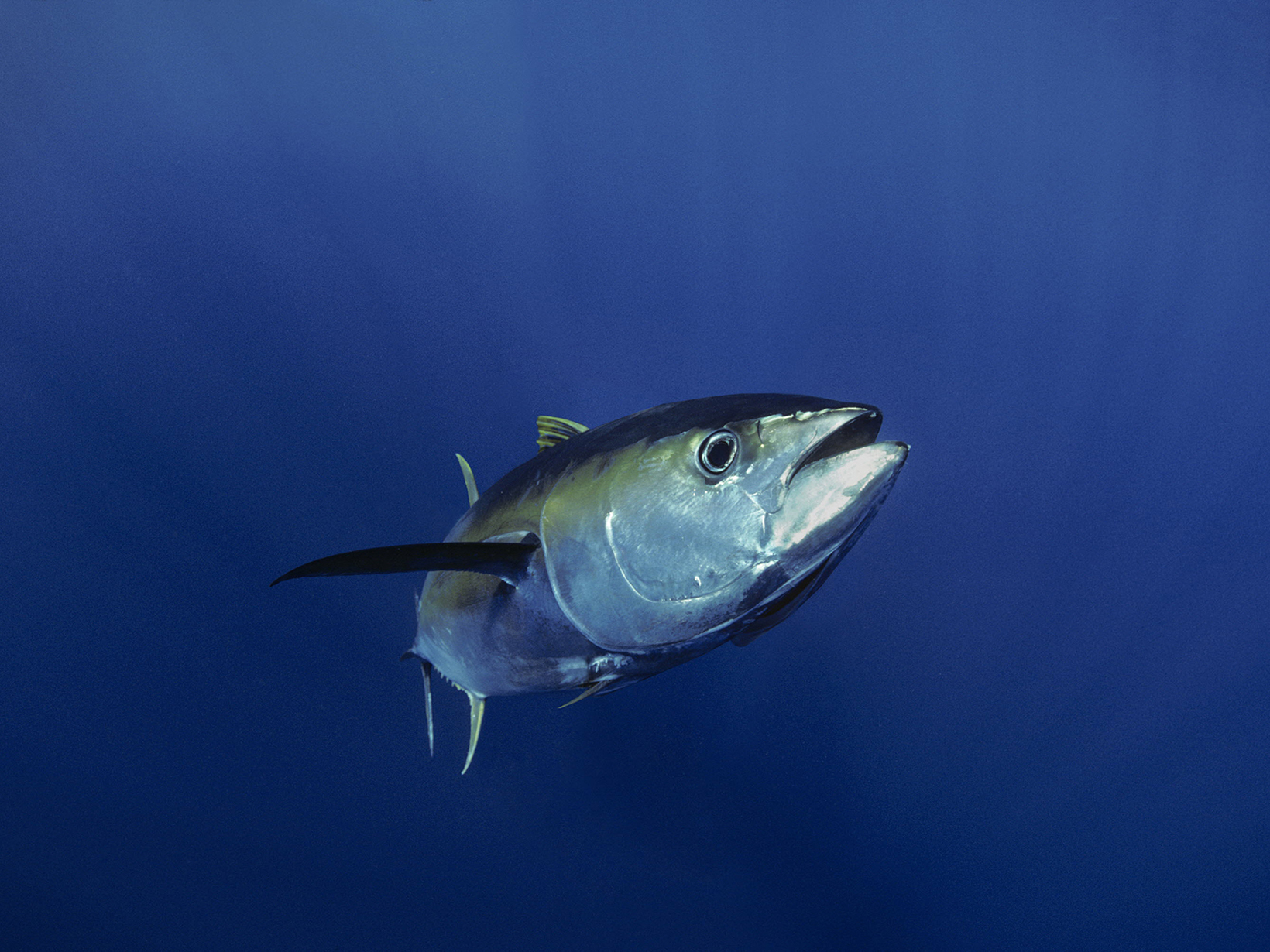 Underwater photo of a tuna.