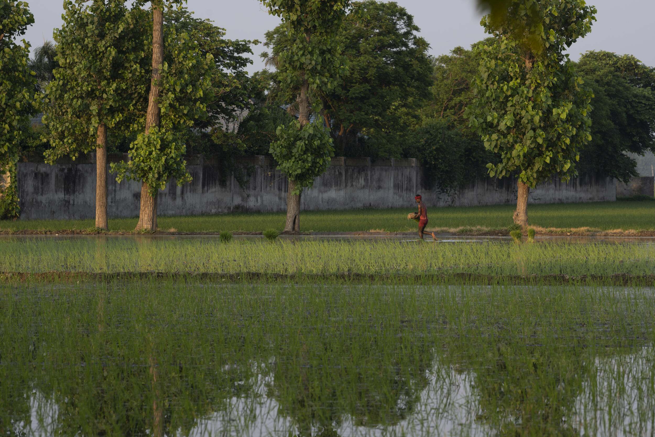 A farm labourer works at a paddy field.