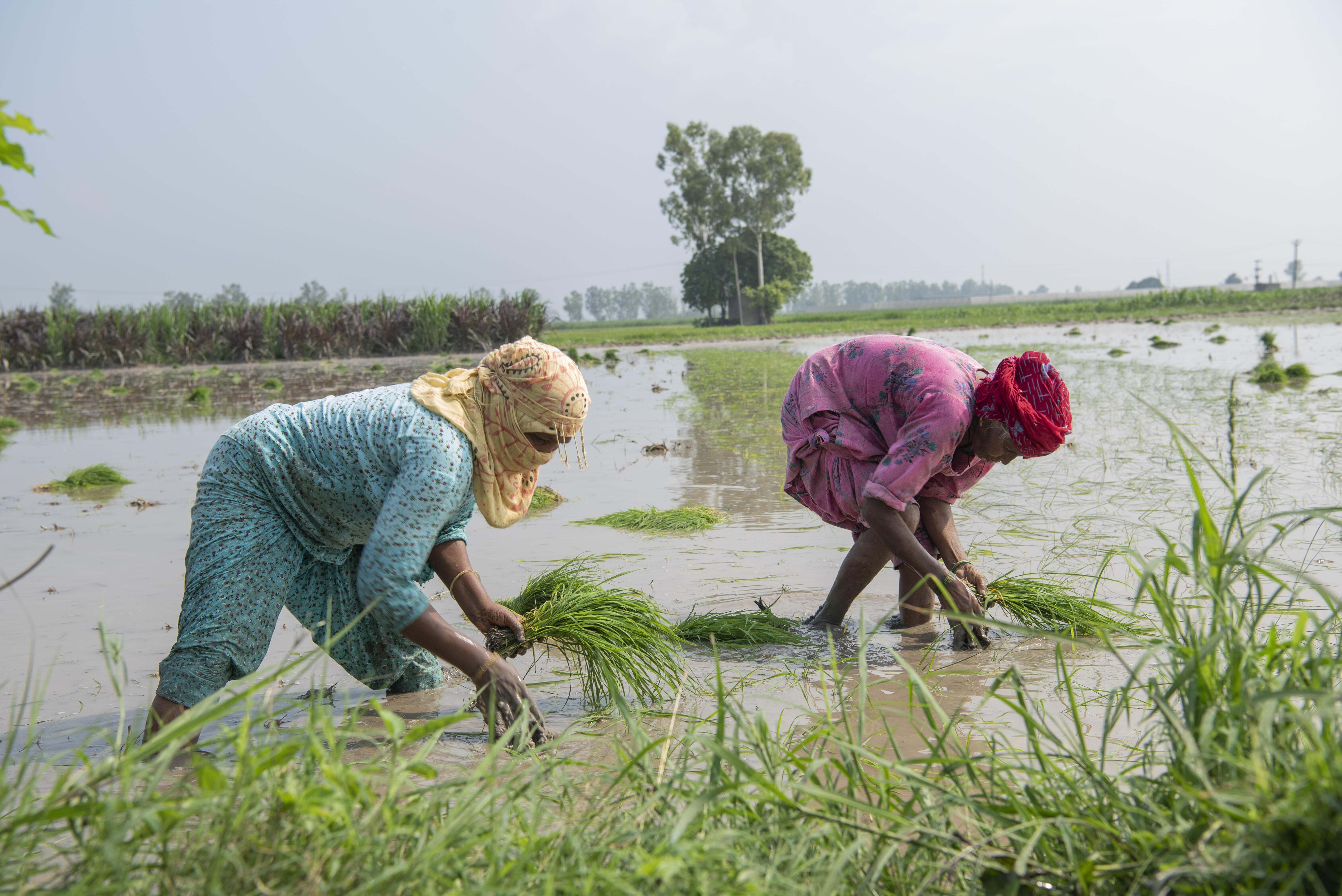 Two women standing in a flooded field transplant paddy crop.