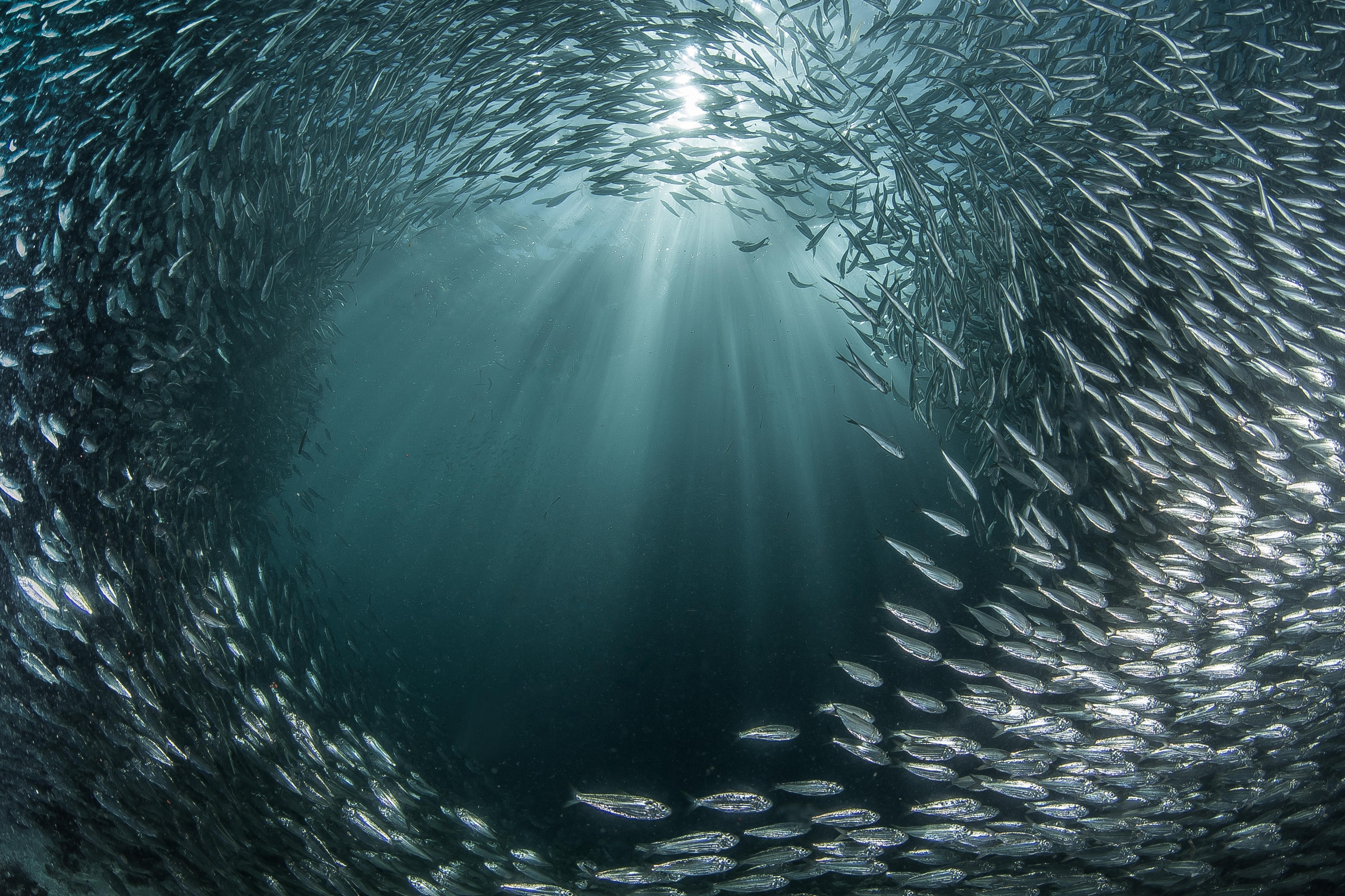 Round and Round In the Circle Game // Sardines work in unison to stay alert, evade and deceive predators