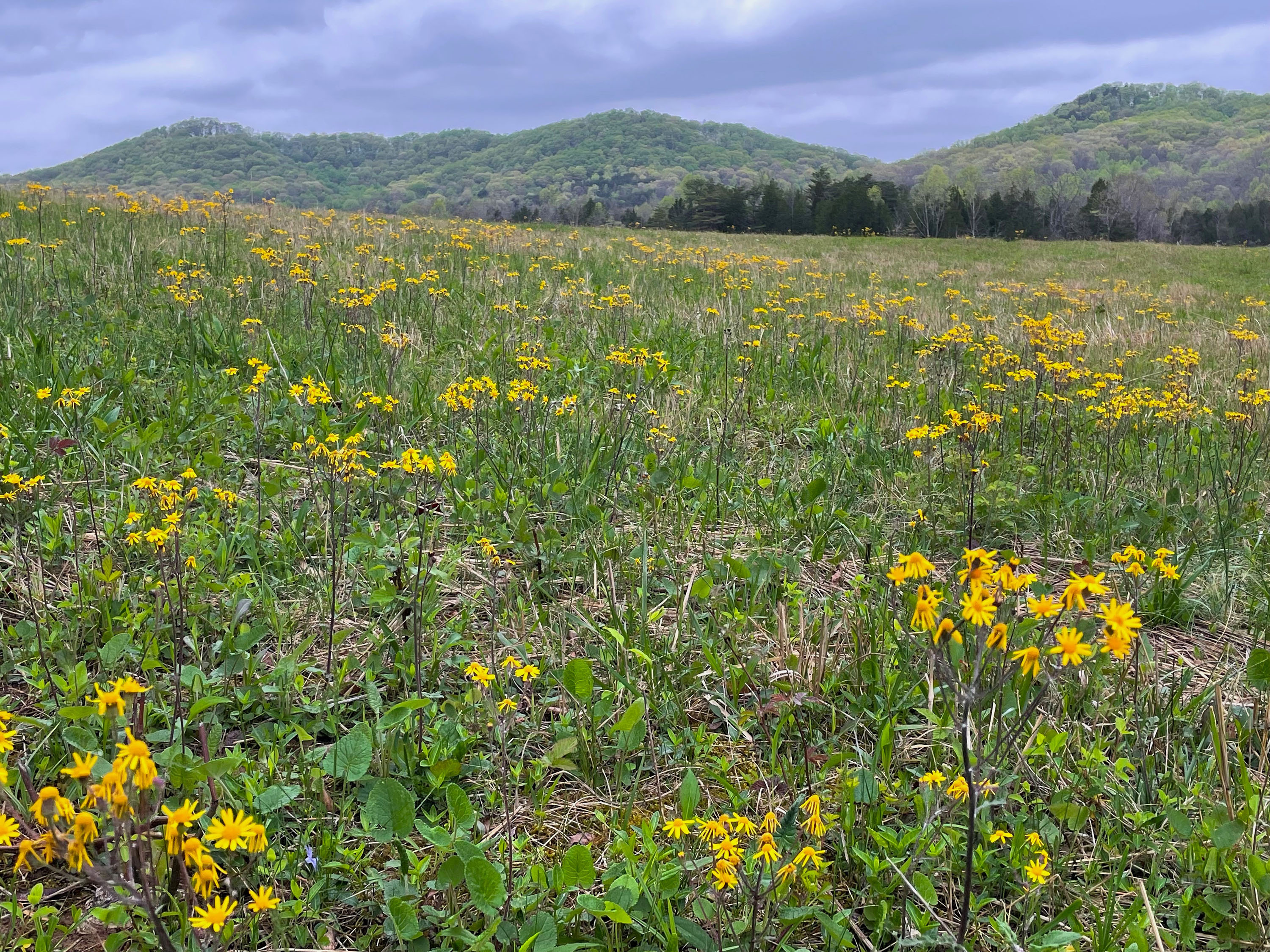 Golden blooms of ragwort speckle the prairie at the foothills of Burr Hills knobs.
