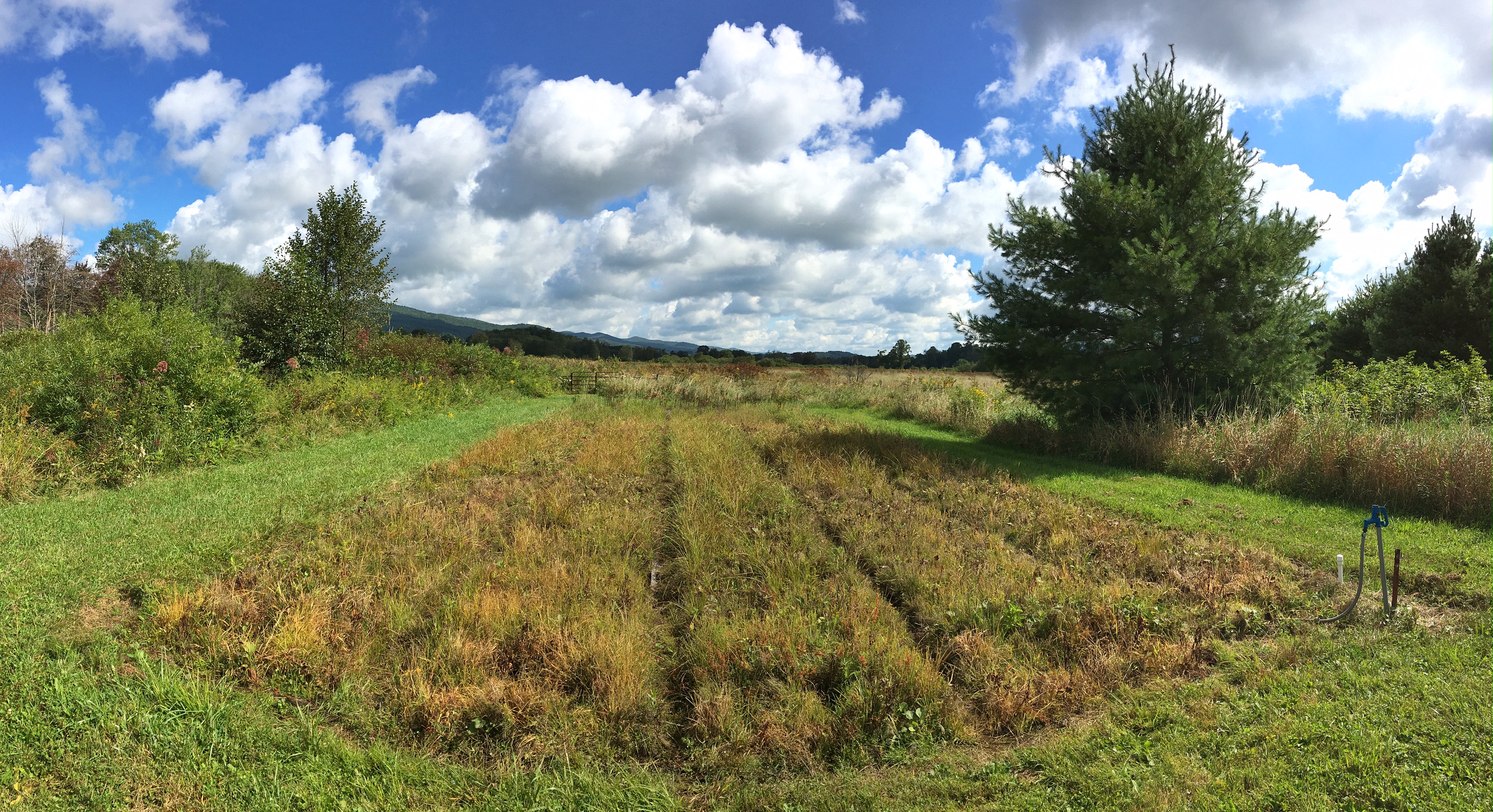 The cranberry nursery at the Orchard Bog preserve in Tennessee's Shady Valley. 