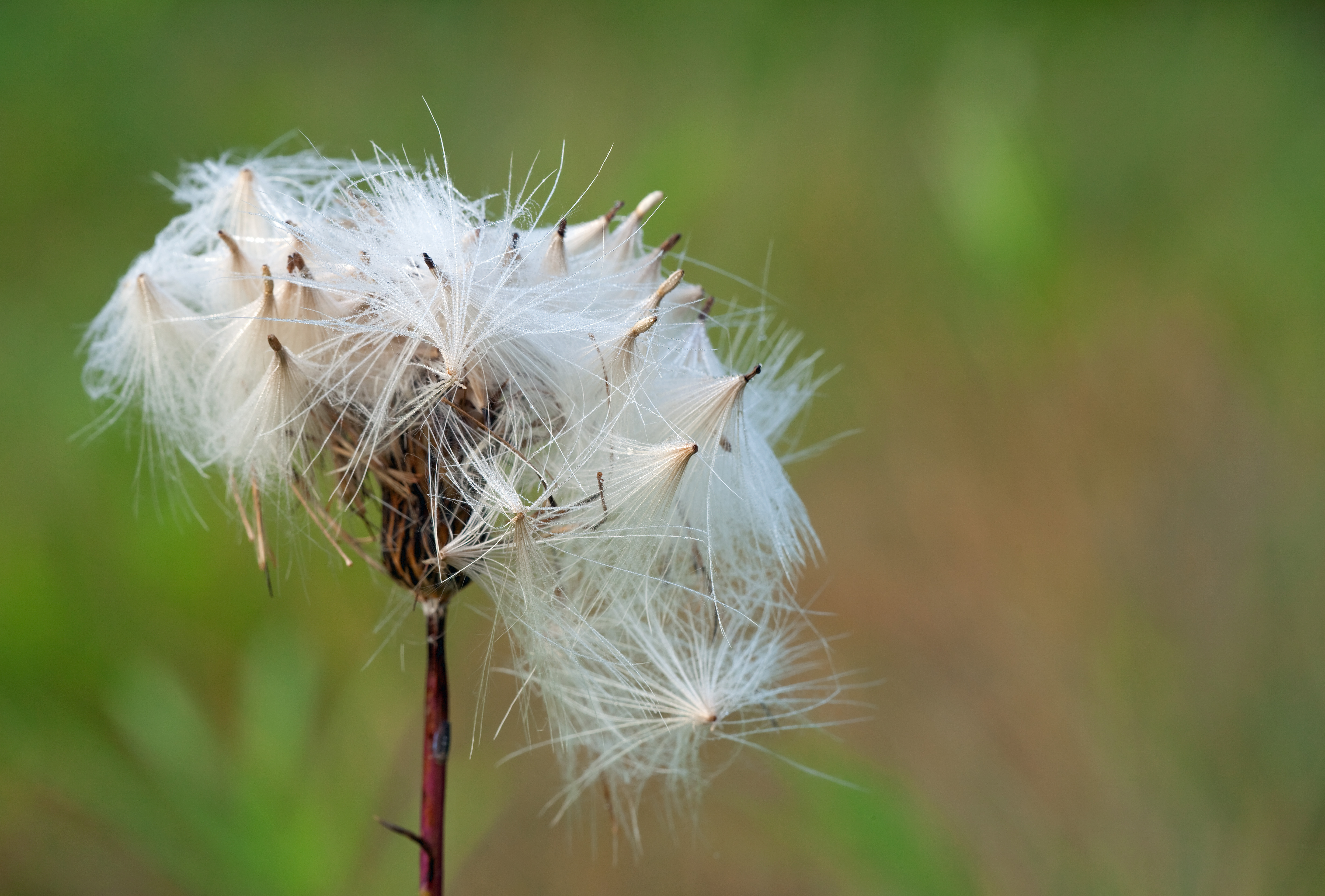 White flower.